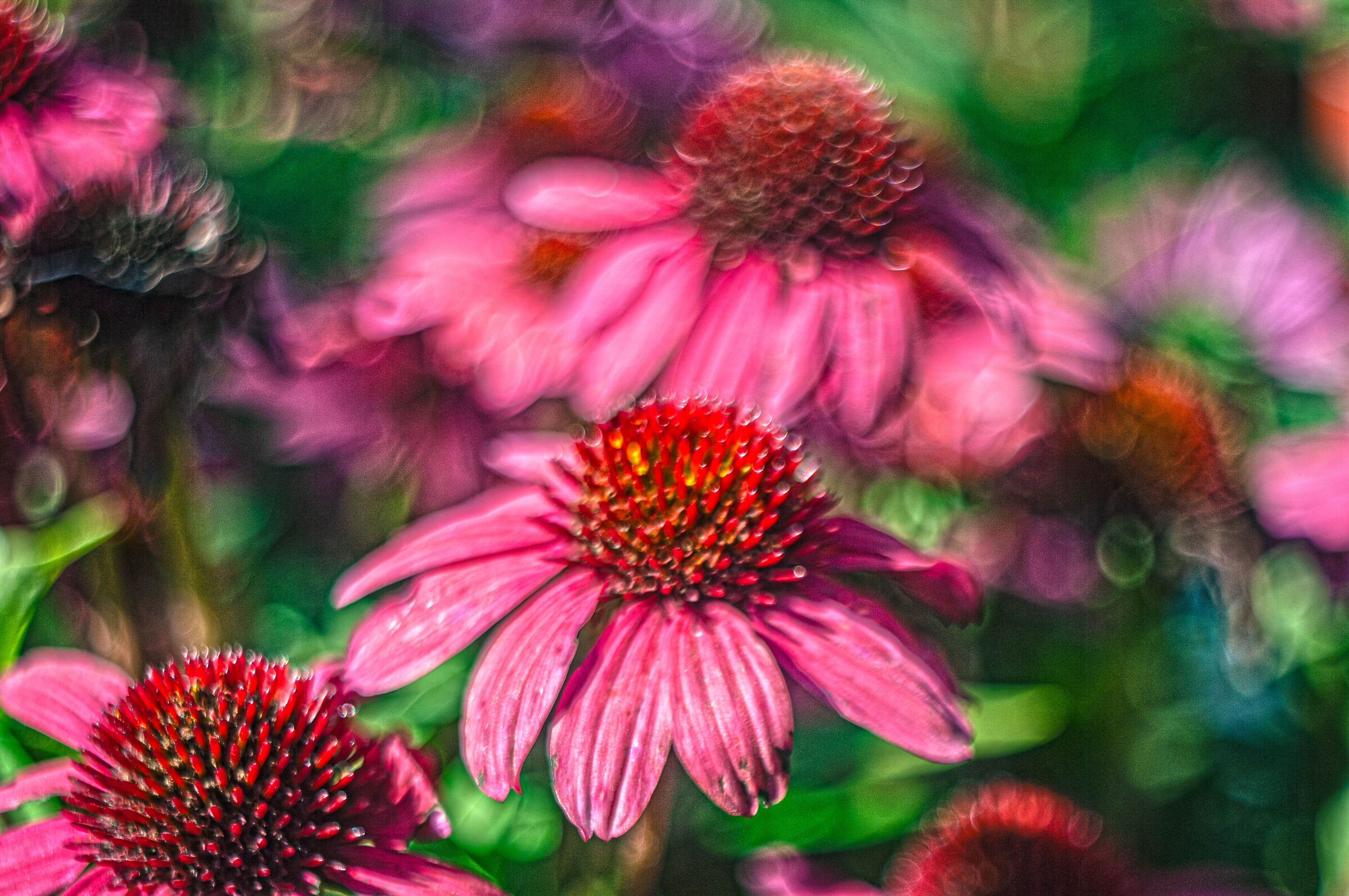 Echinacea purpurea