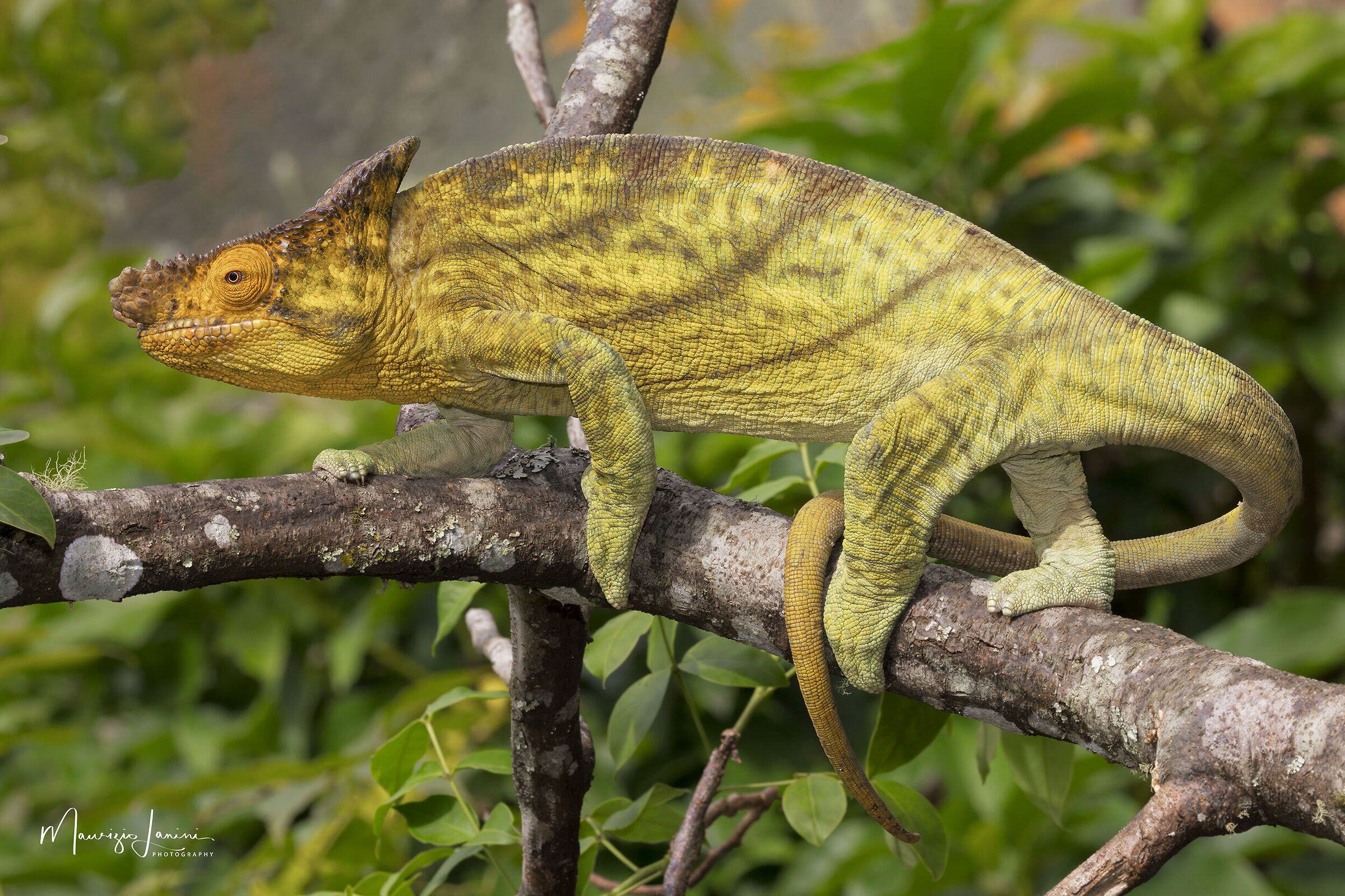 Calumma parsonii maschio