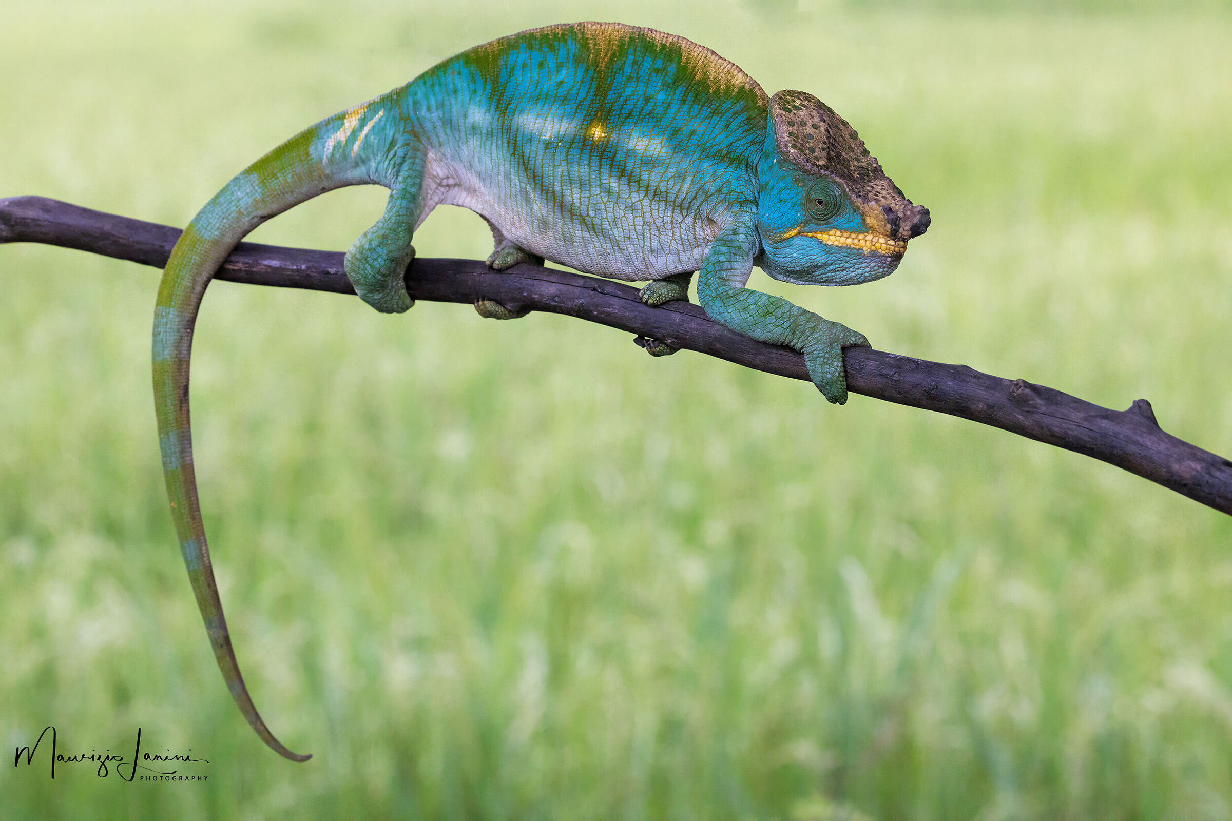 Calumma parsonii maschio