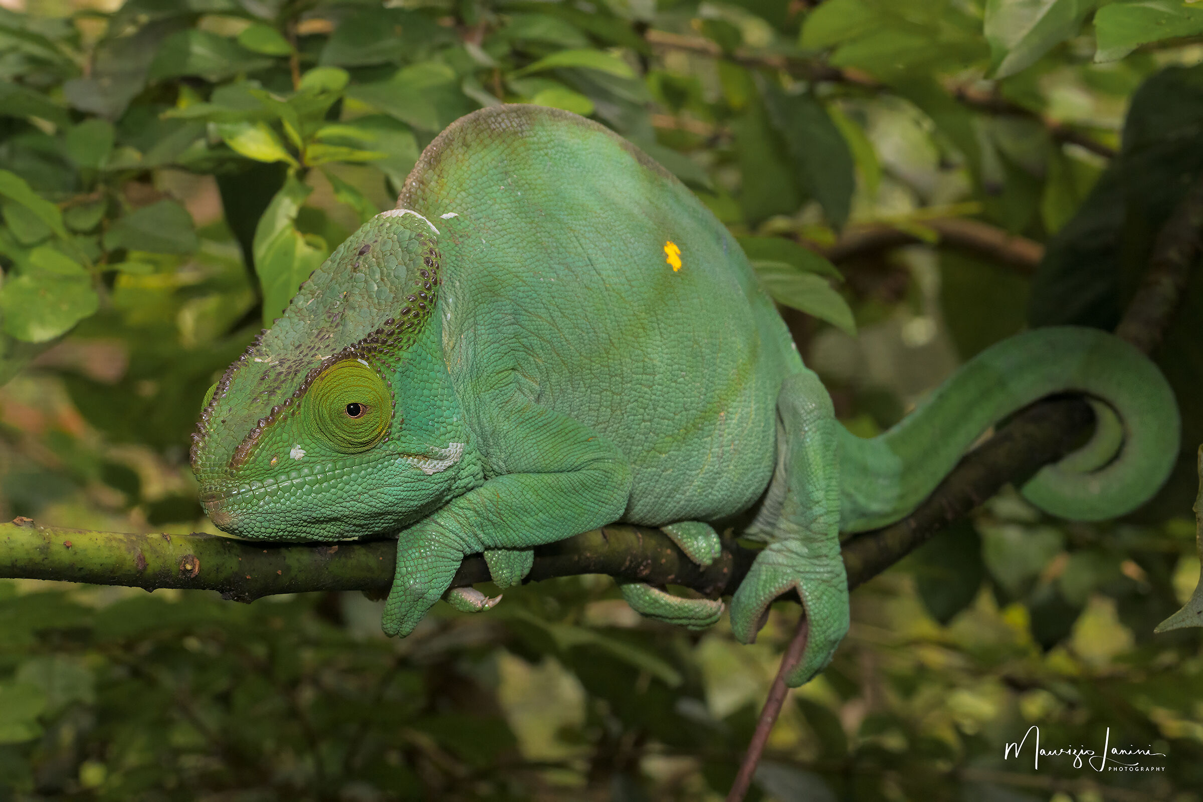 Calumma parsonii femmina