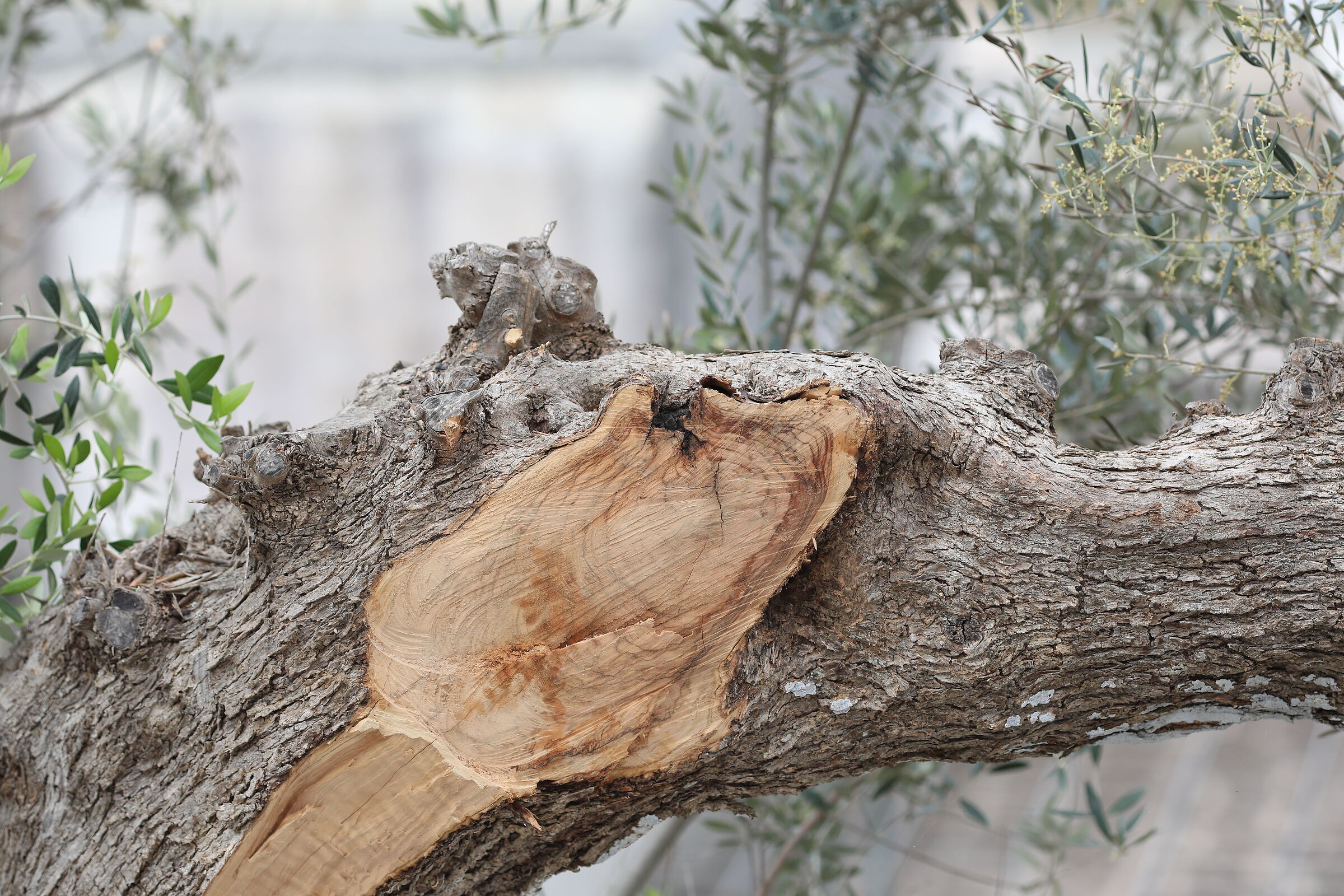 " Crop 189 " Canon 5 D IV, 135 F. 2 L USM + TC 1.4...