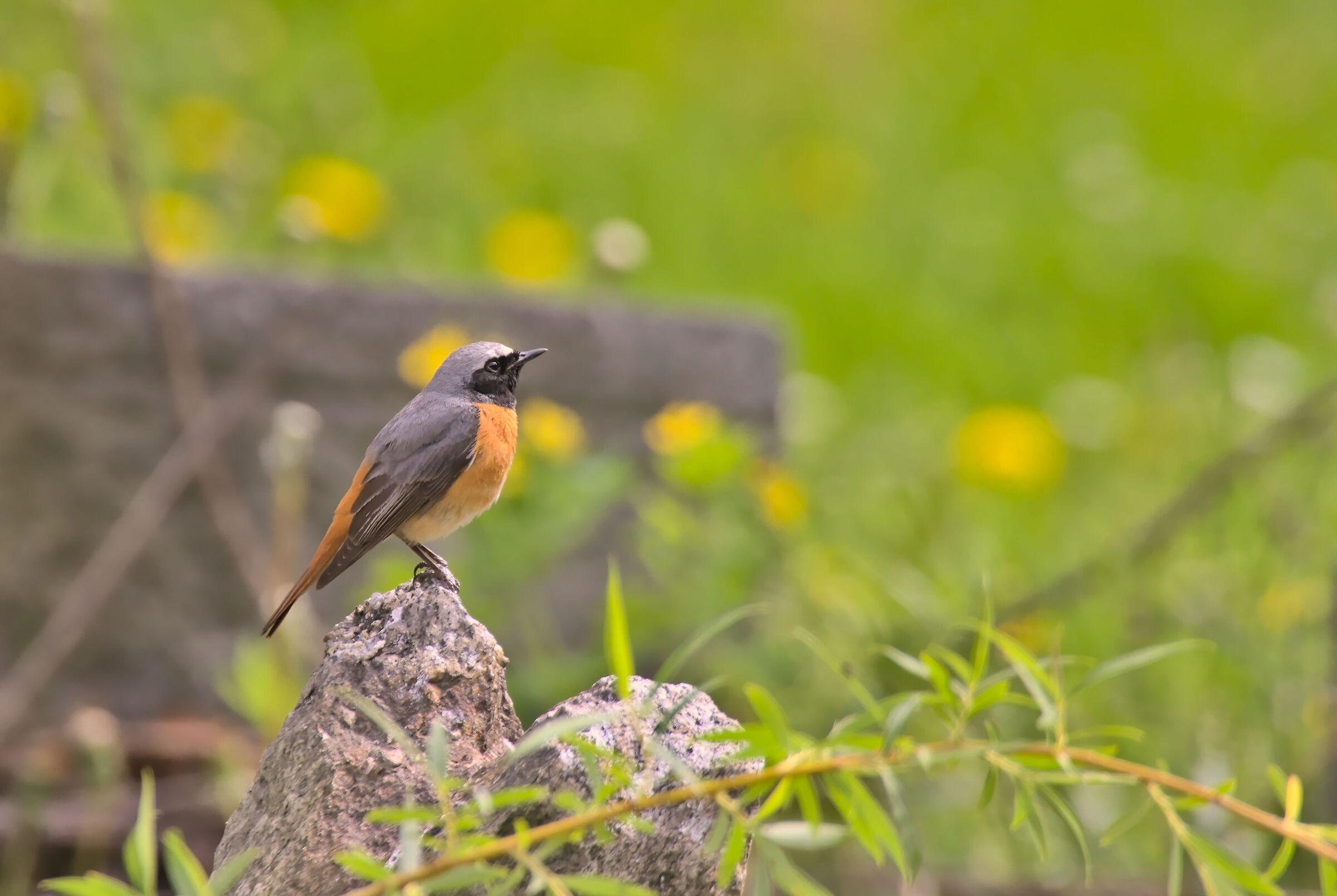 Common Redstart