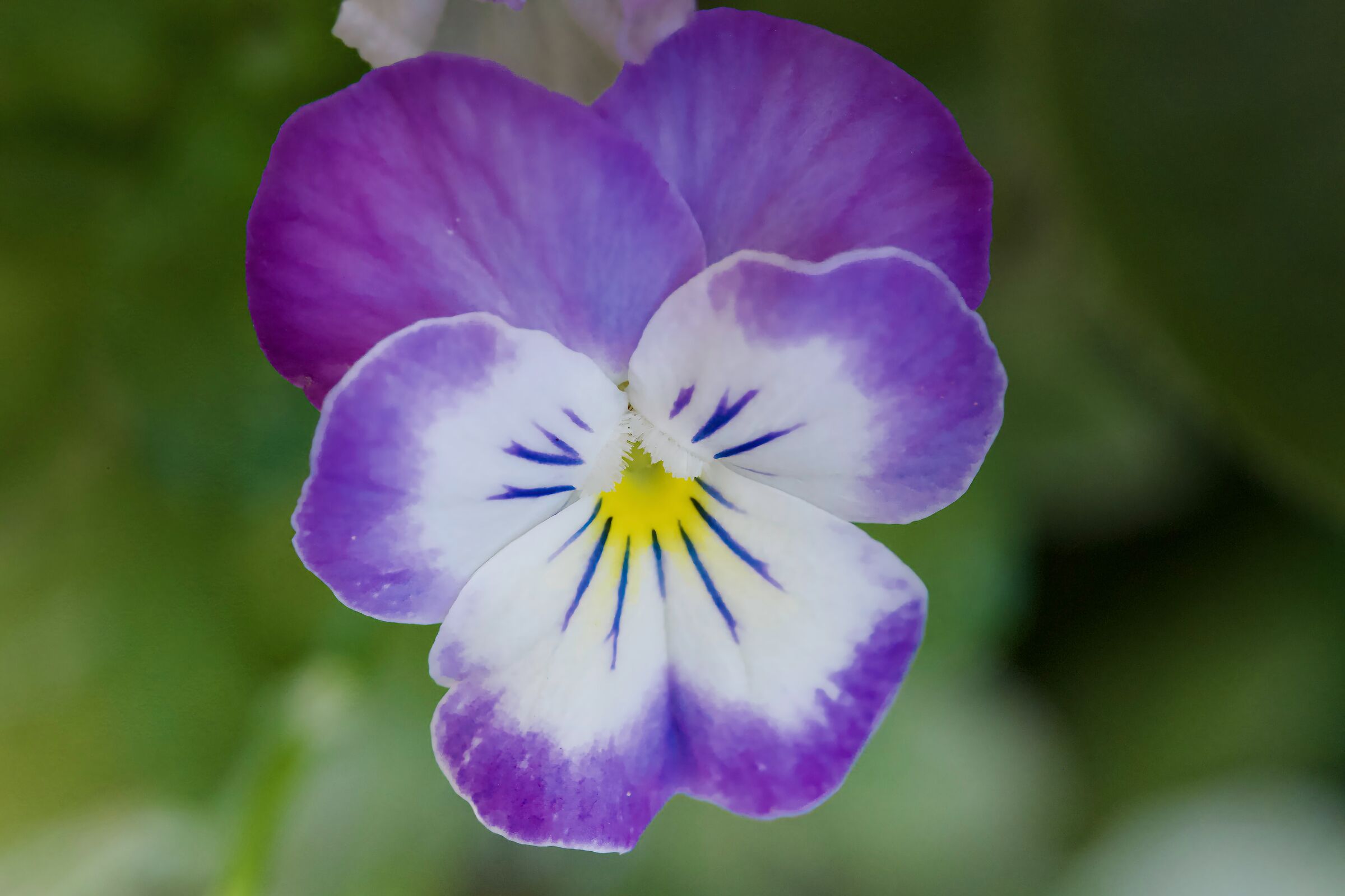 Violet