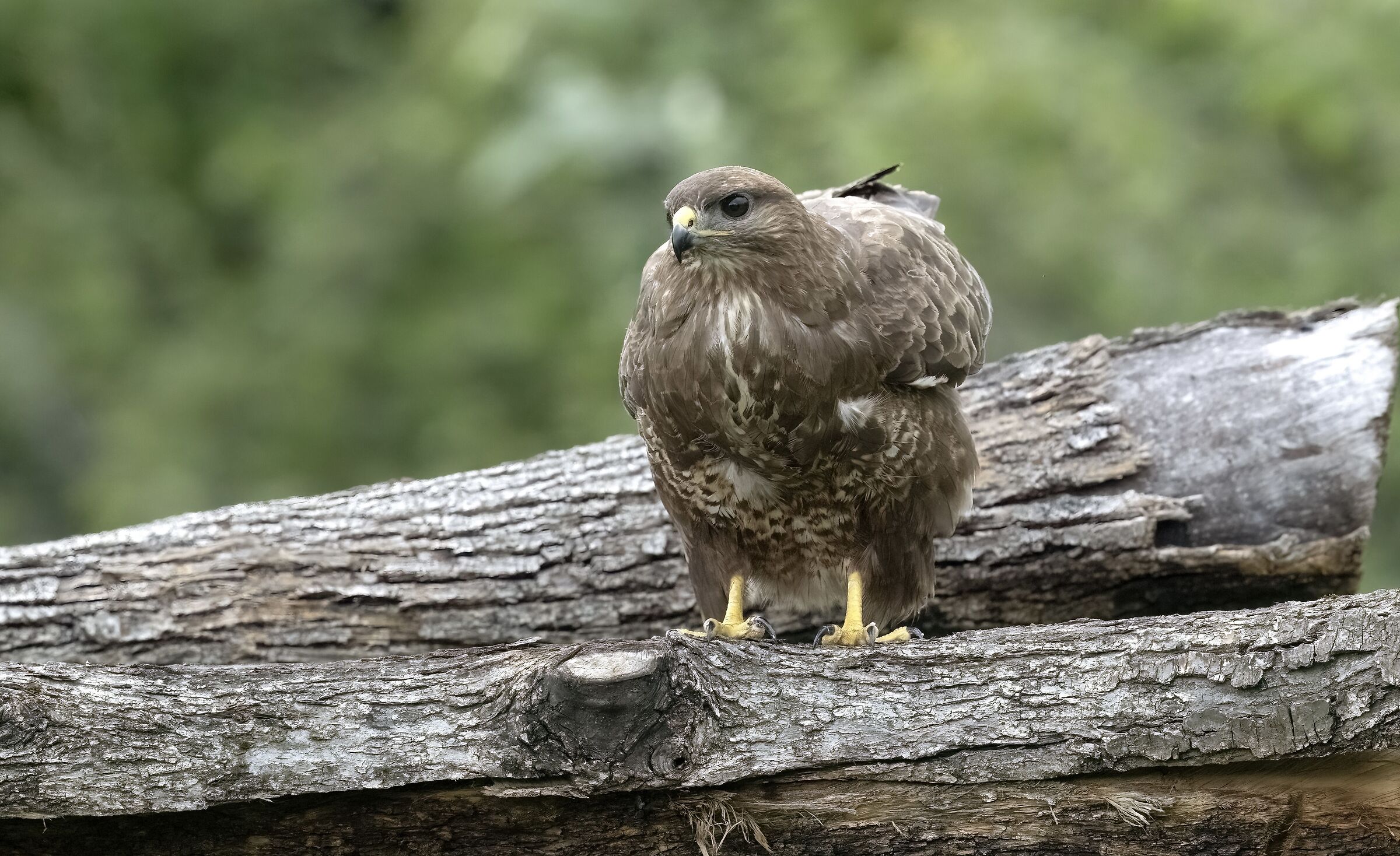 Buzzard
