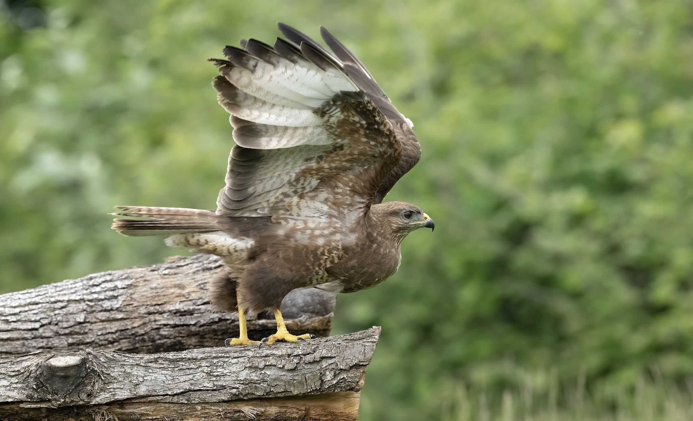 Flight test (buzzard)
