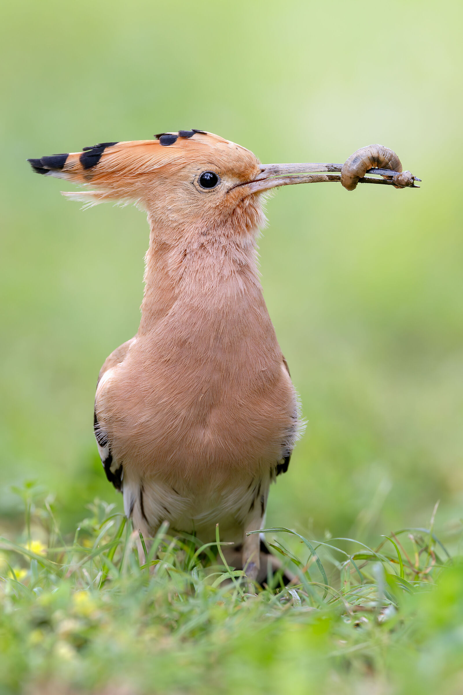 HOOPOE