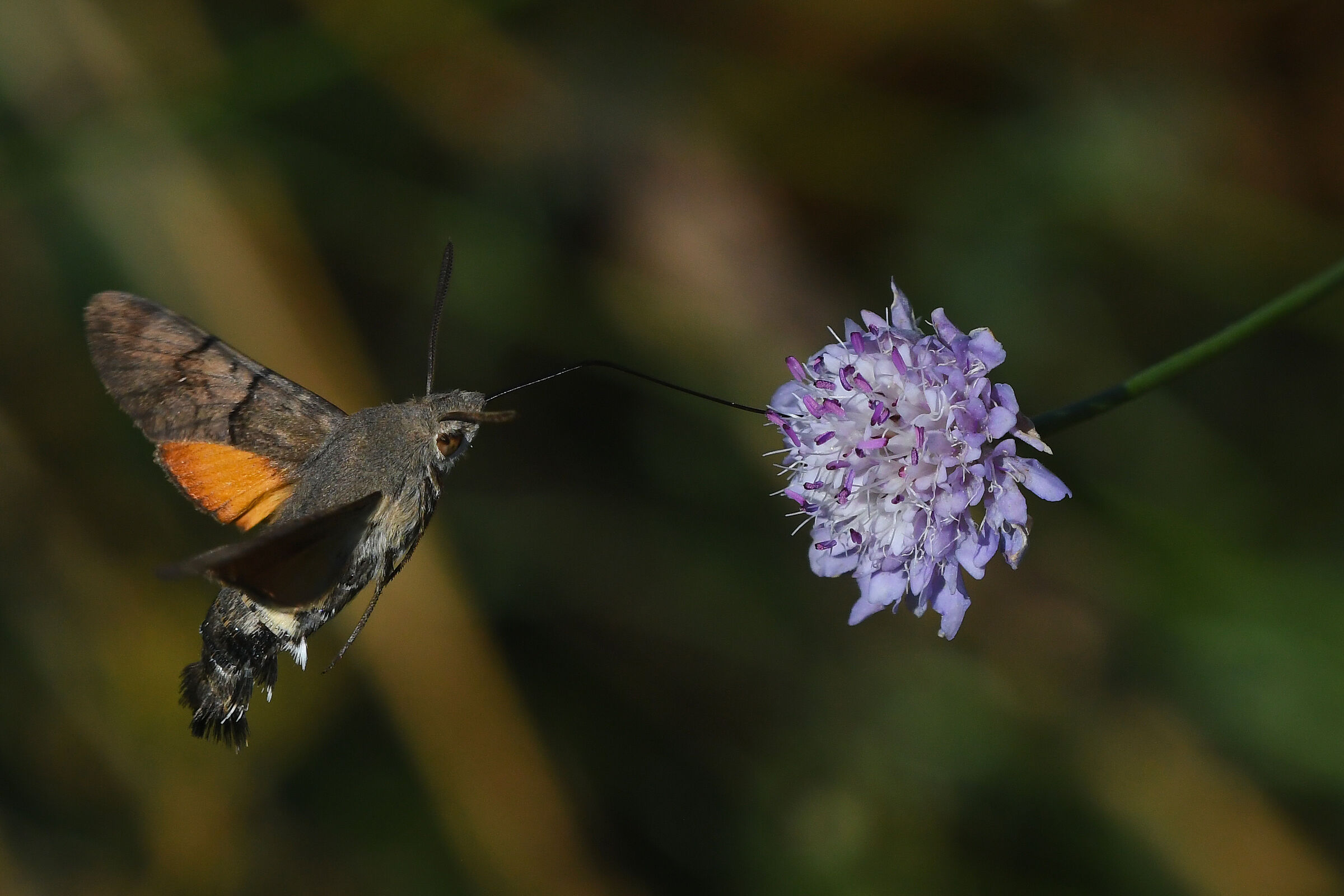 Sfinge del galio (Macroglossum stellatarum)