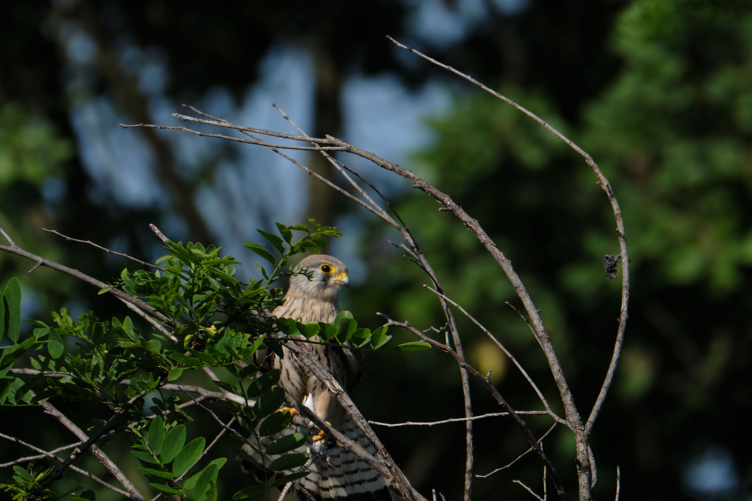 Kestrel