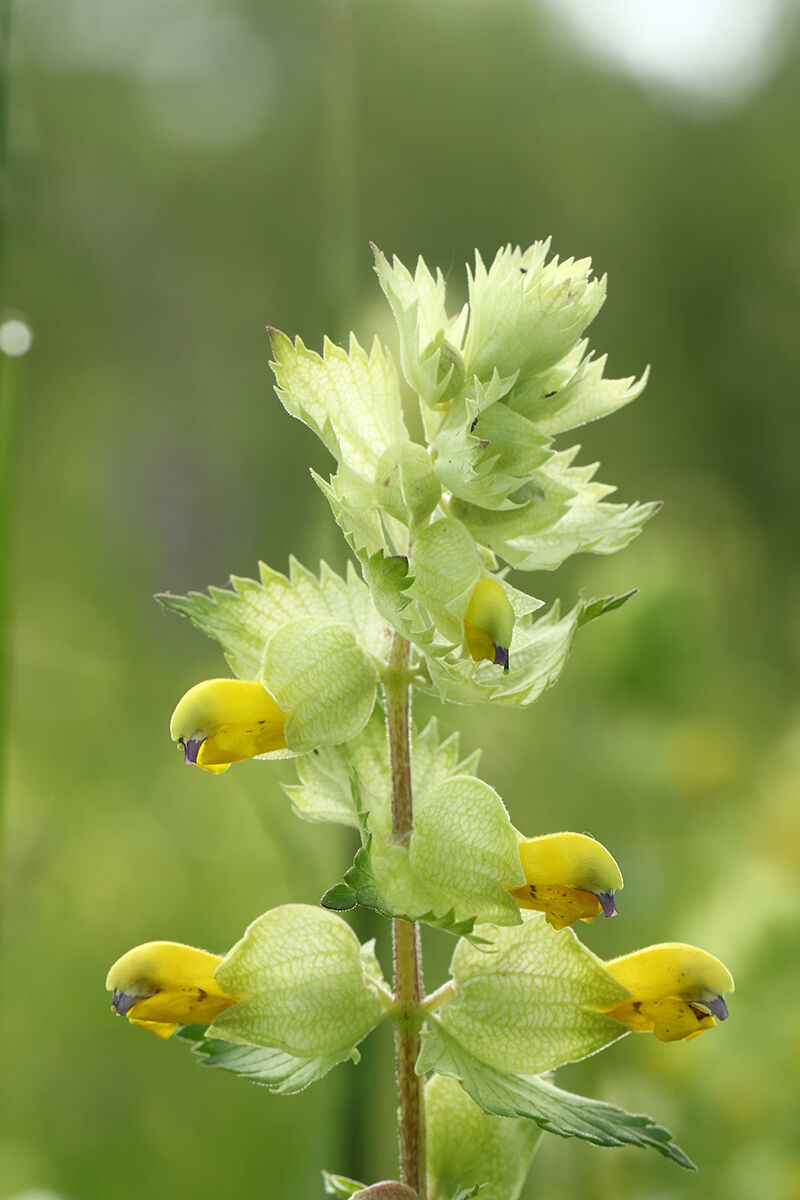 Cresta di gallo comune