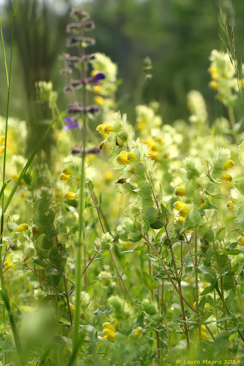 Rhinanthus alectorolophus