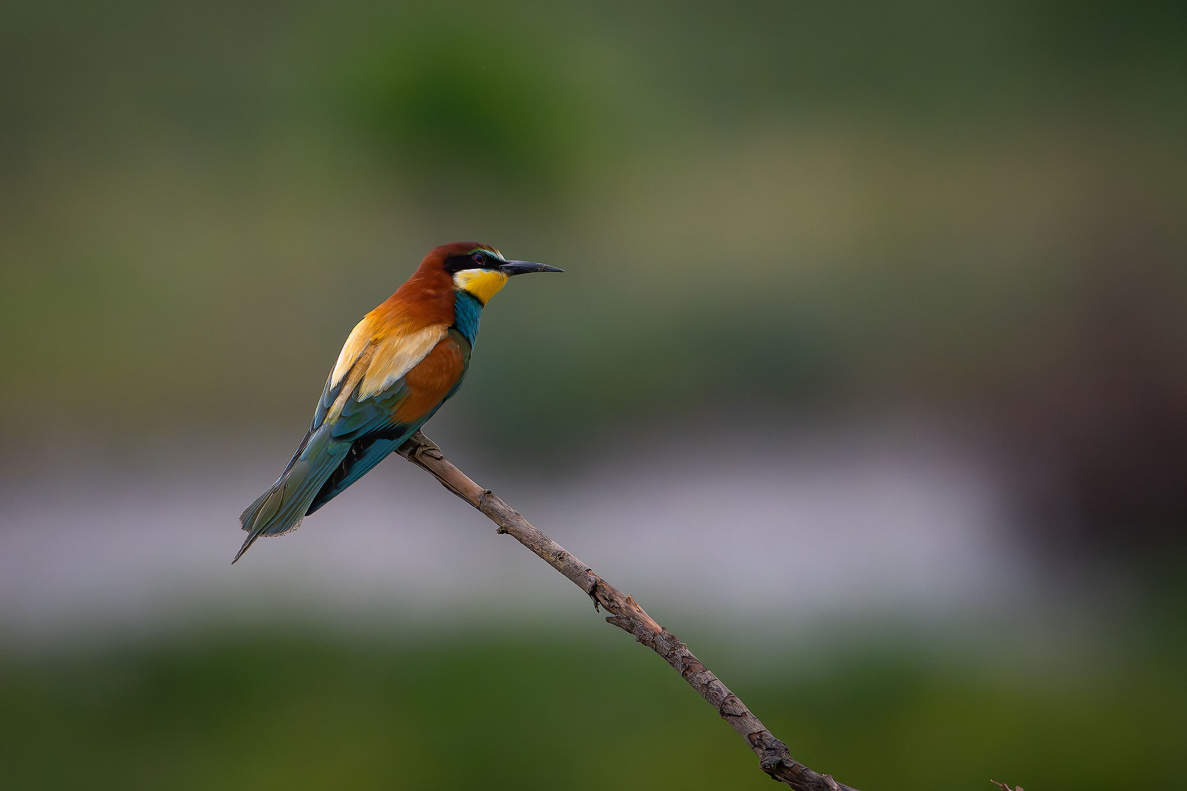 Bee-eater