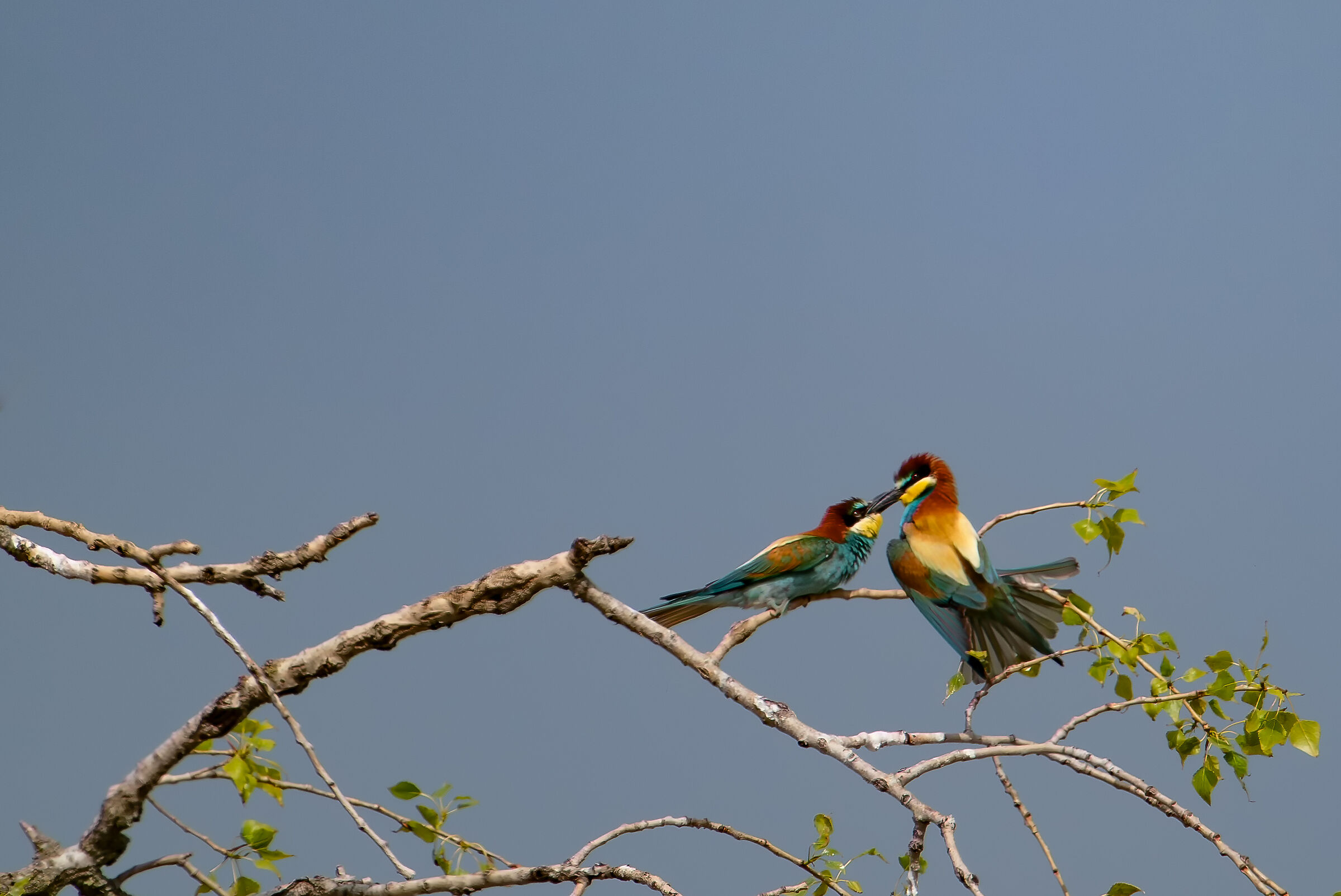 Bee-eaters