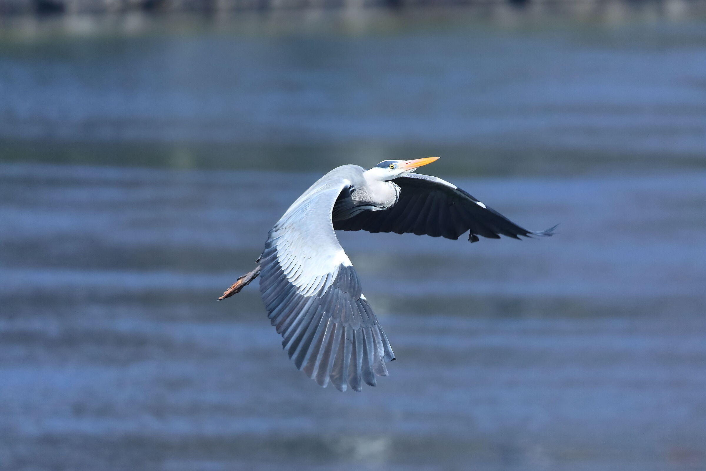 Cenerino 19 March 2024 - 0171