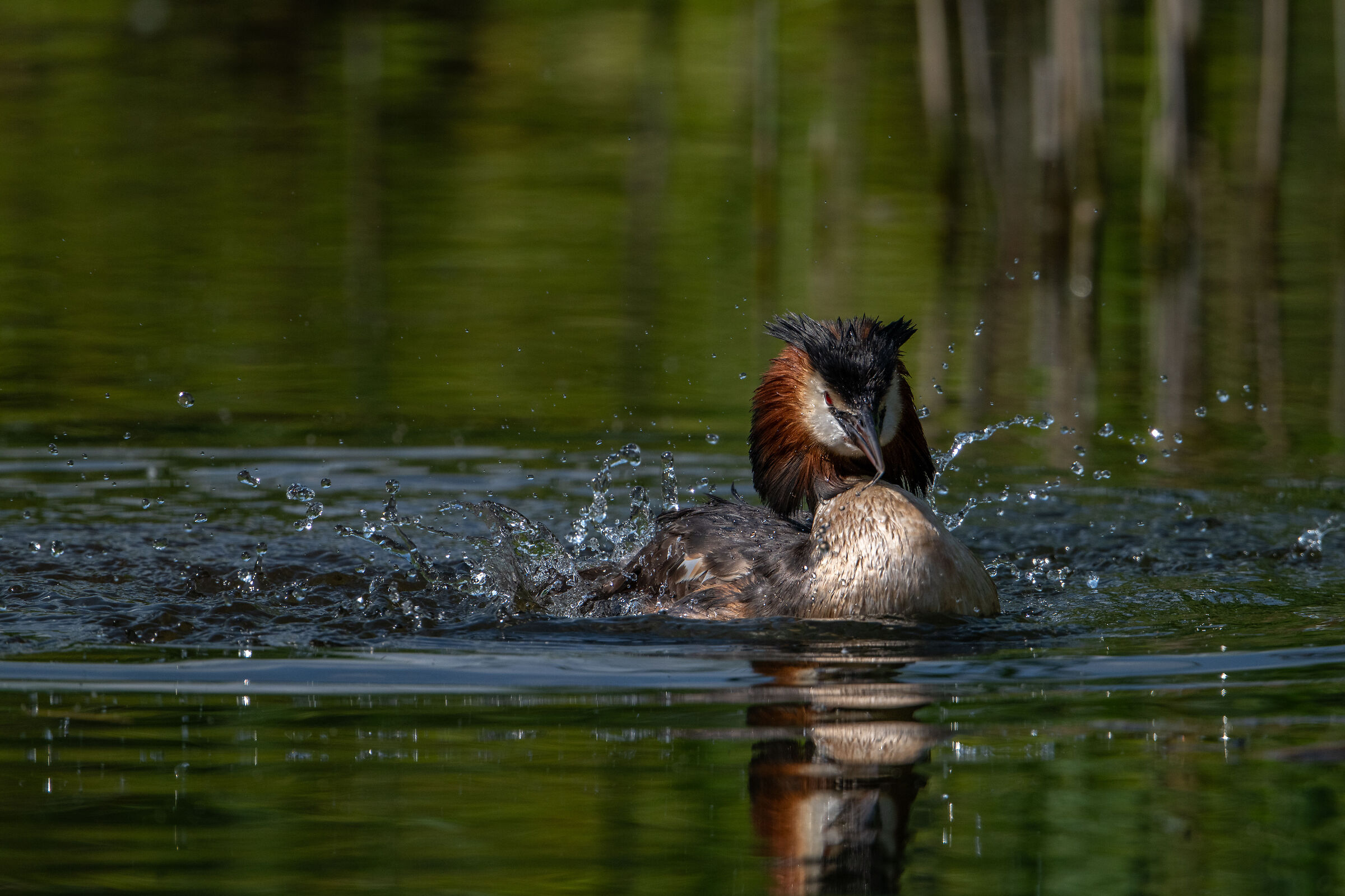 Grebe