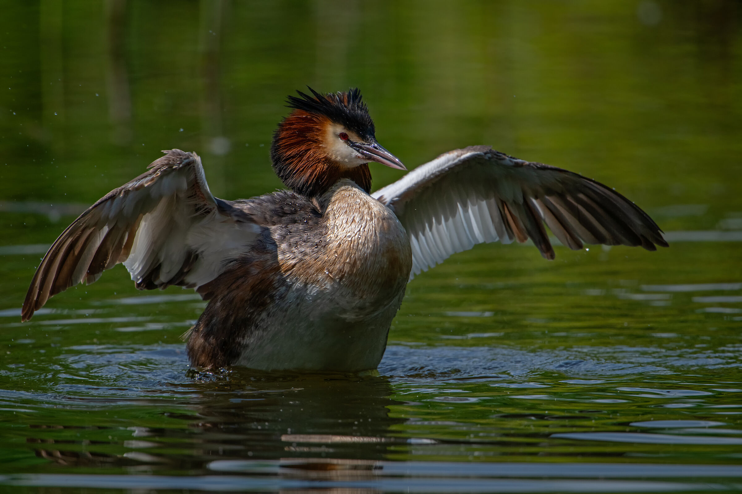 Grebe