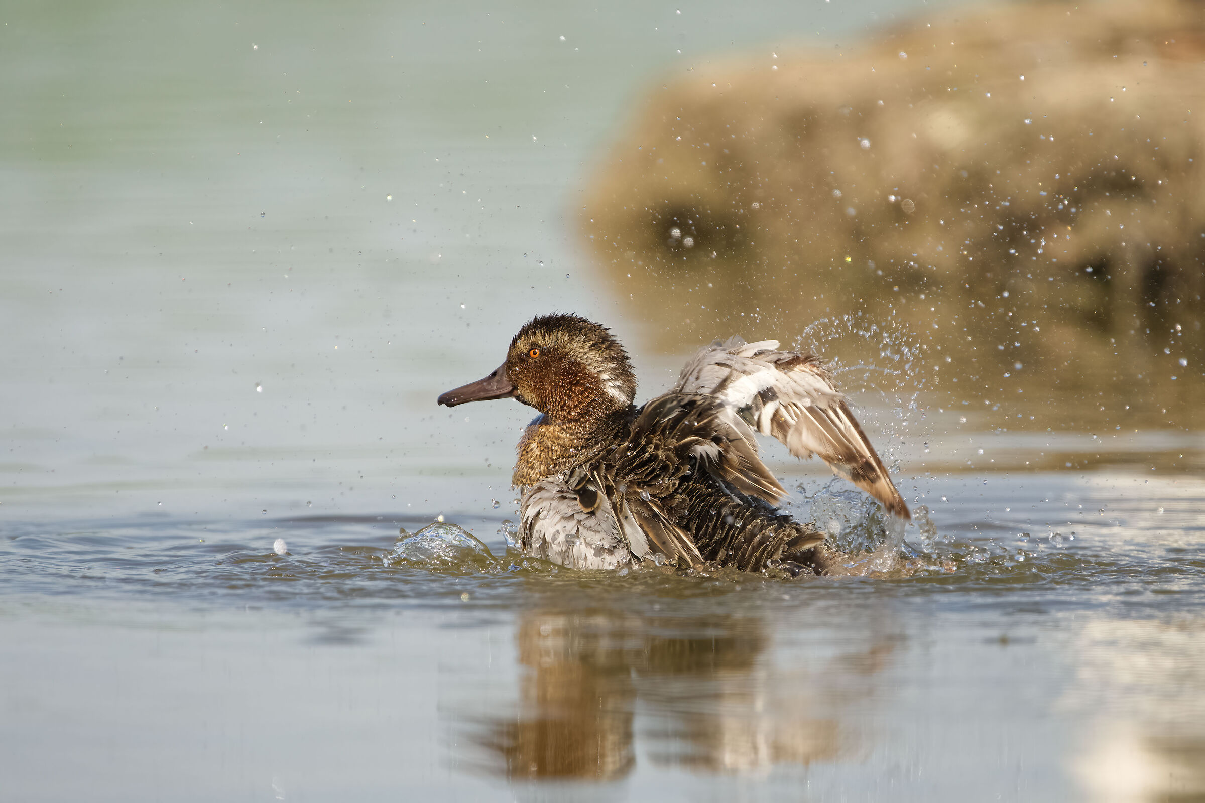 Anatra marzaiola (Anas querquedula)