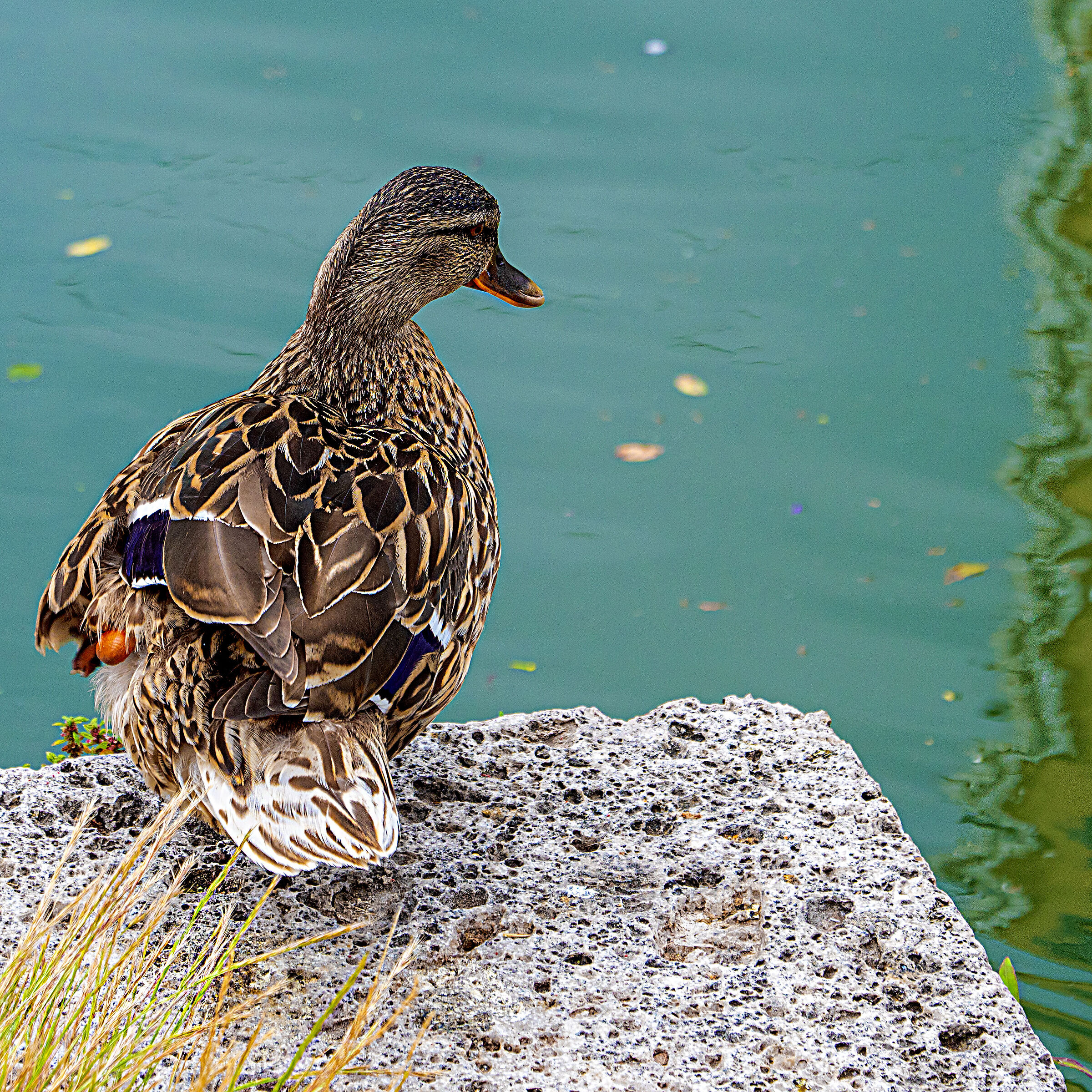 Germano Reale (femmina)
