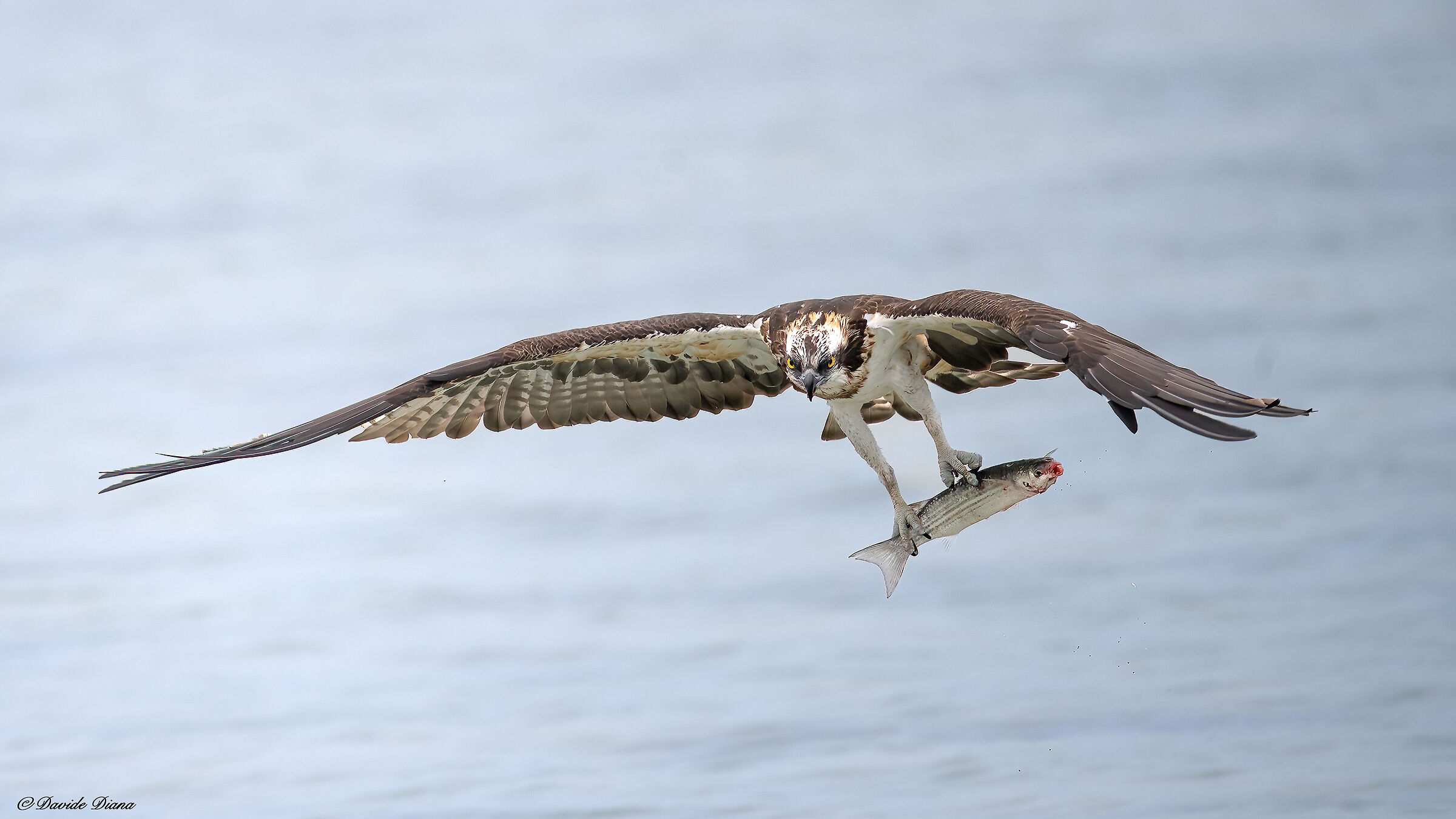 Osprey - Pandion haliaetus - Cabras - Sardinia