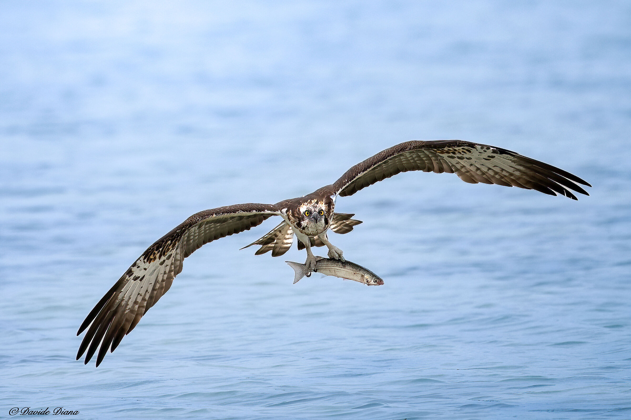 Osprey - Pandion haliaetus - Cabras - Sardinia