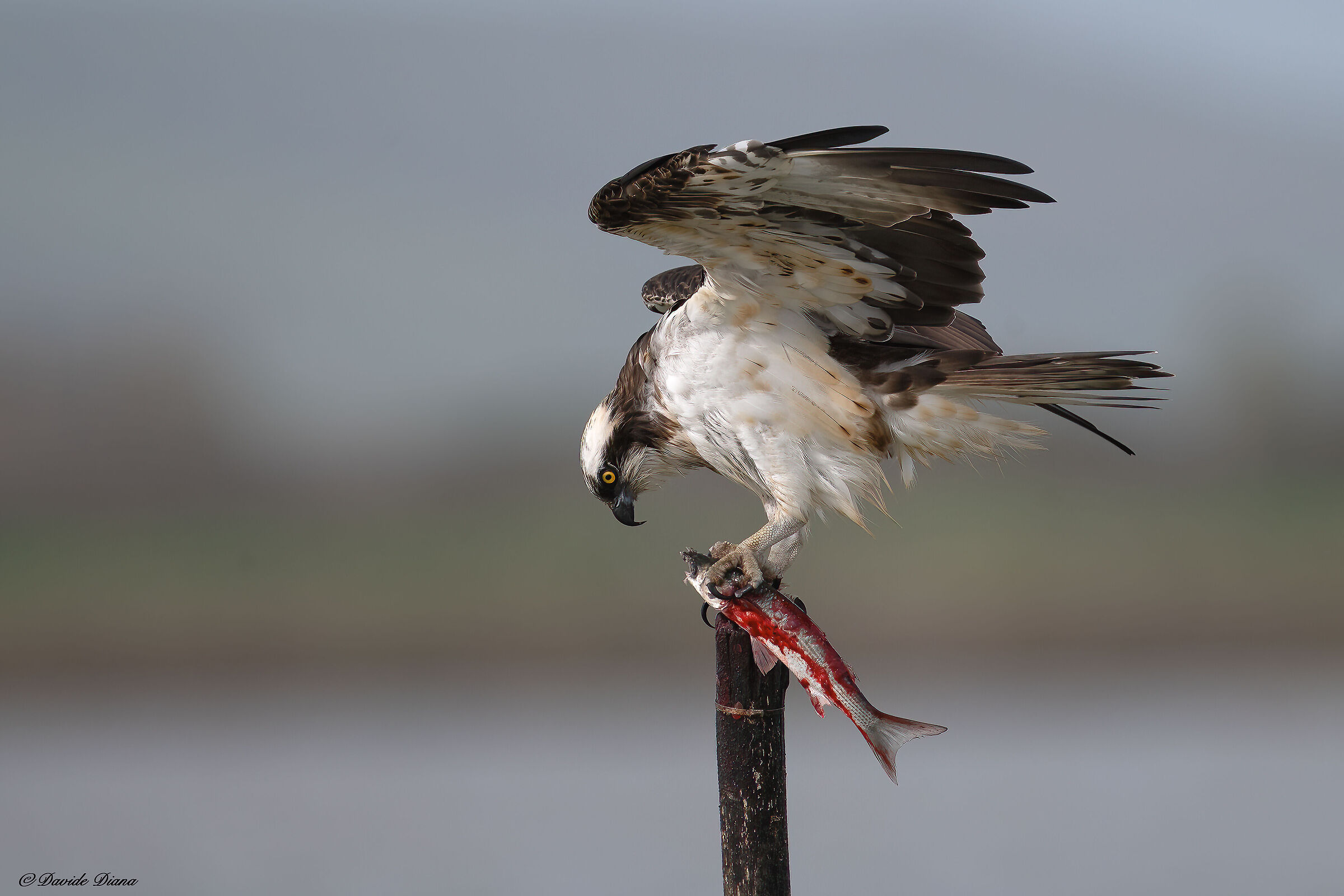 Osprey - Pandion haliaetus - Cabras - Sardinia