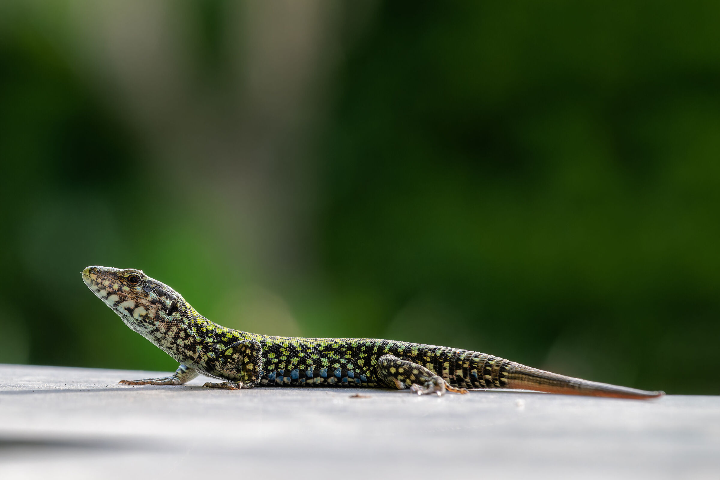 Crogiolarsi al sole...