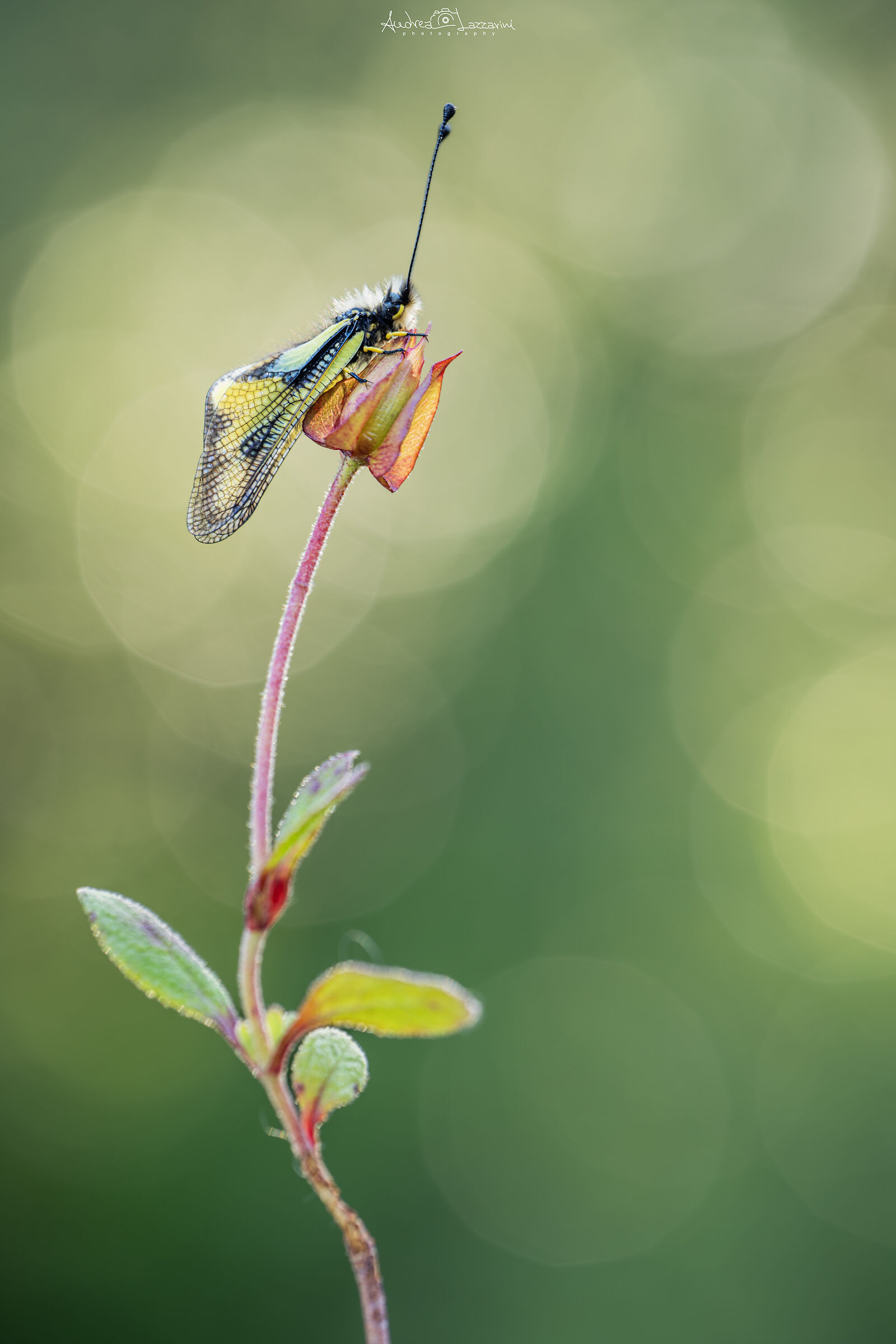 Libelloides coccajus