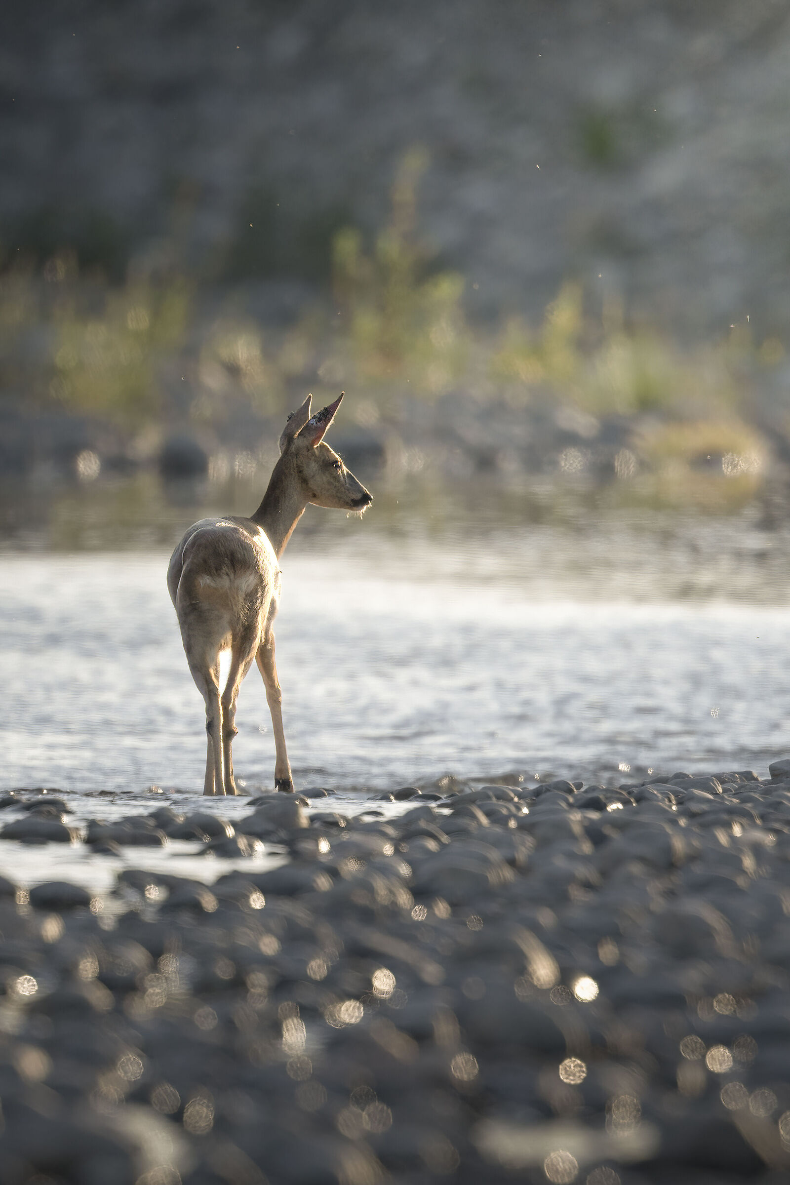 Capriolo al tramonto