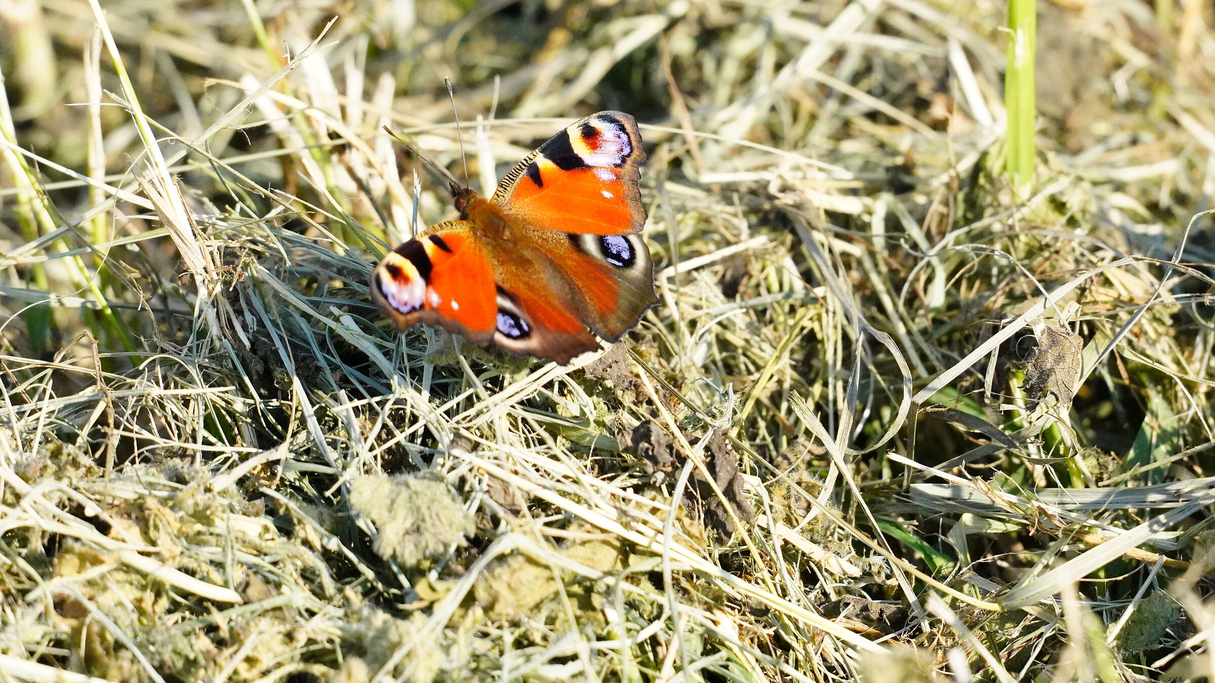 Aglais I