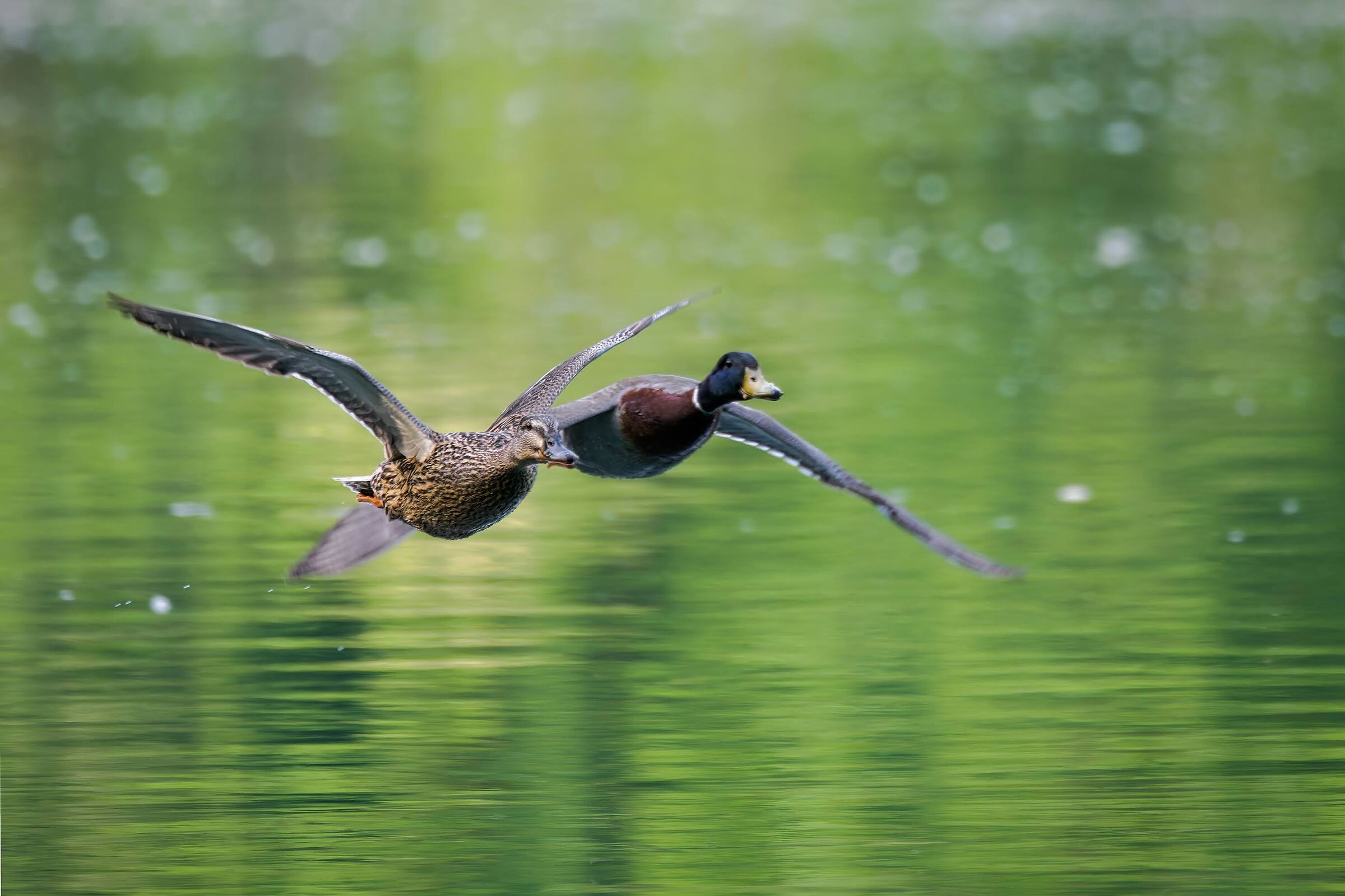 Mallards flying in pairs on the river.