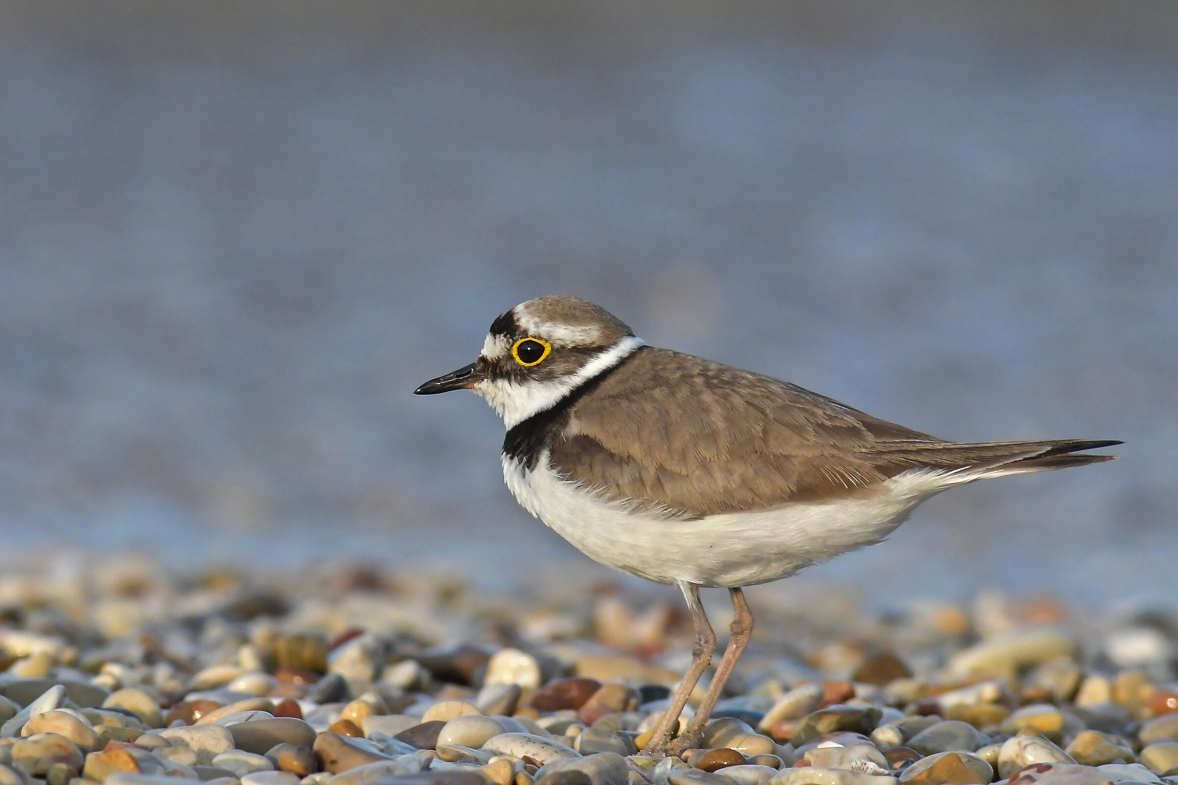 Little ringed plover
