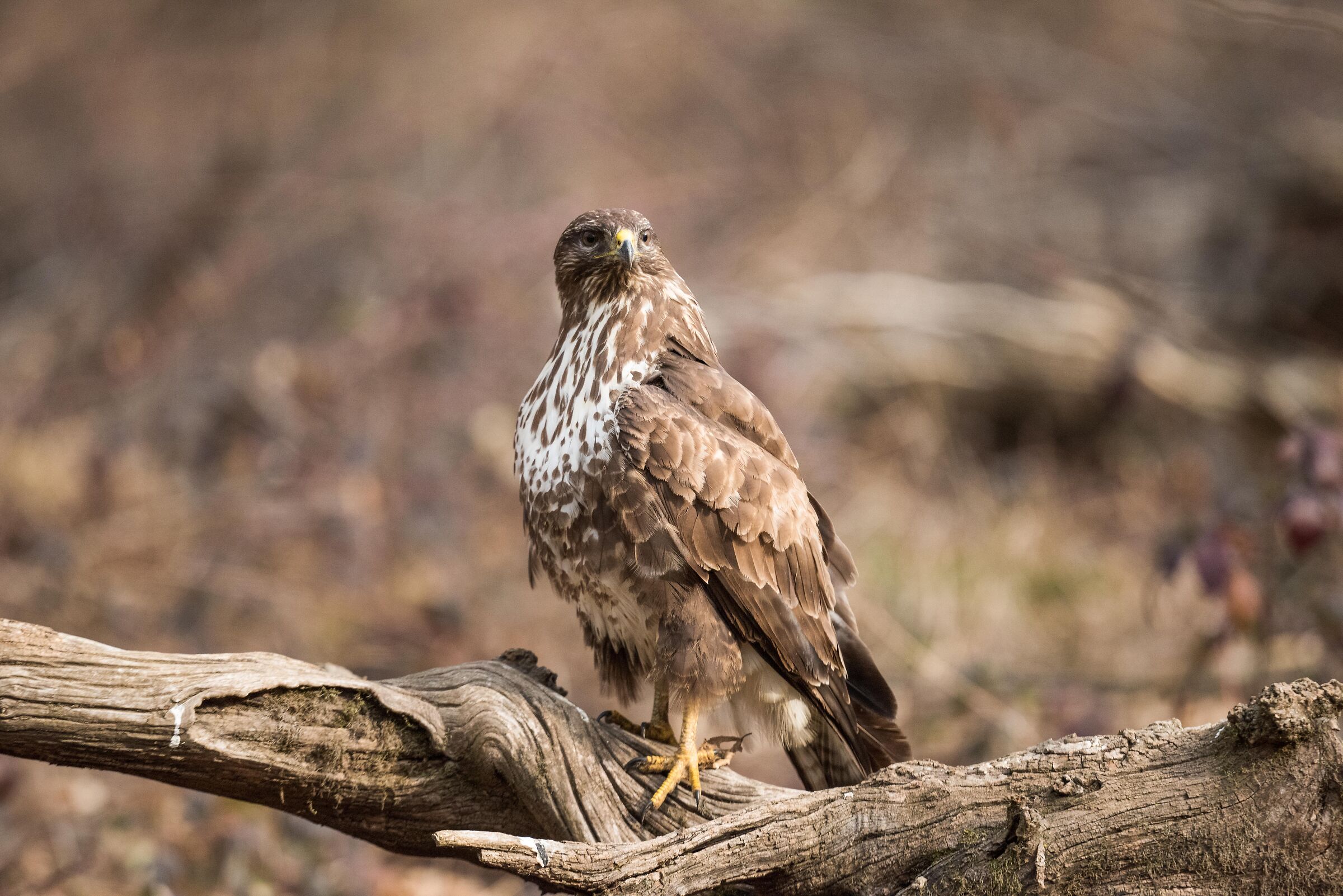 buzzard