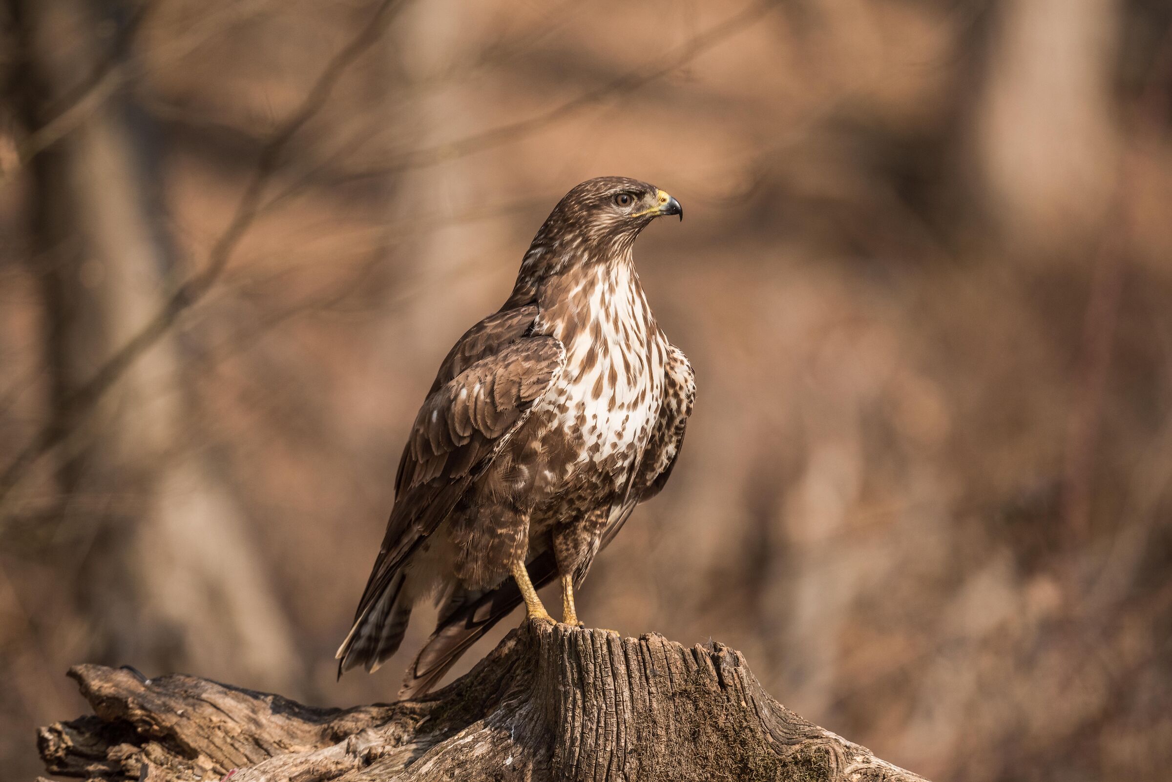 buzzard
