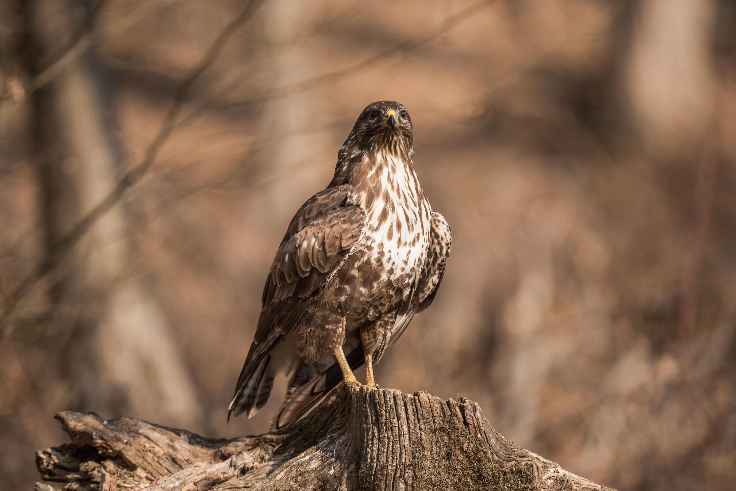 buzzard
