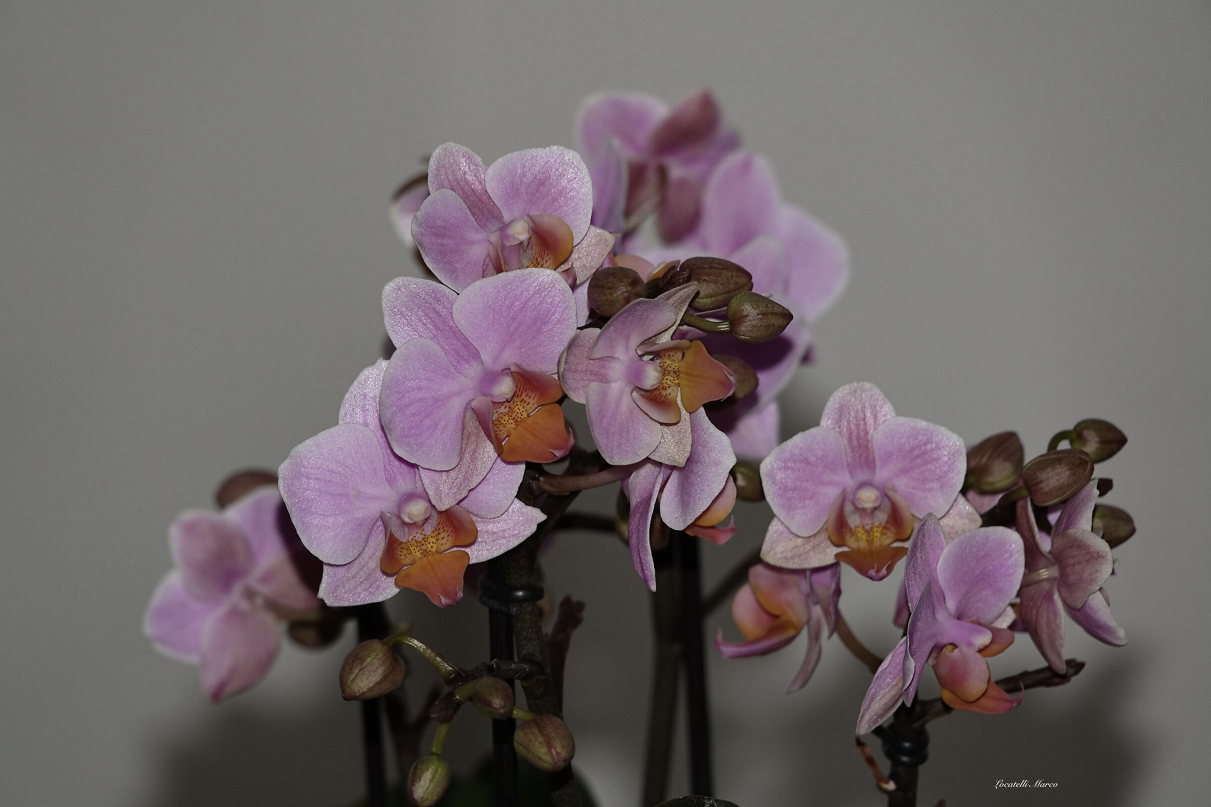 Orchidea