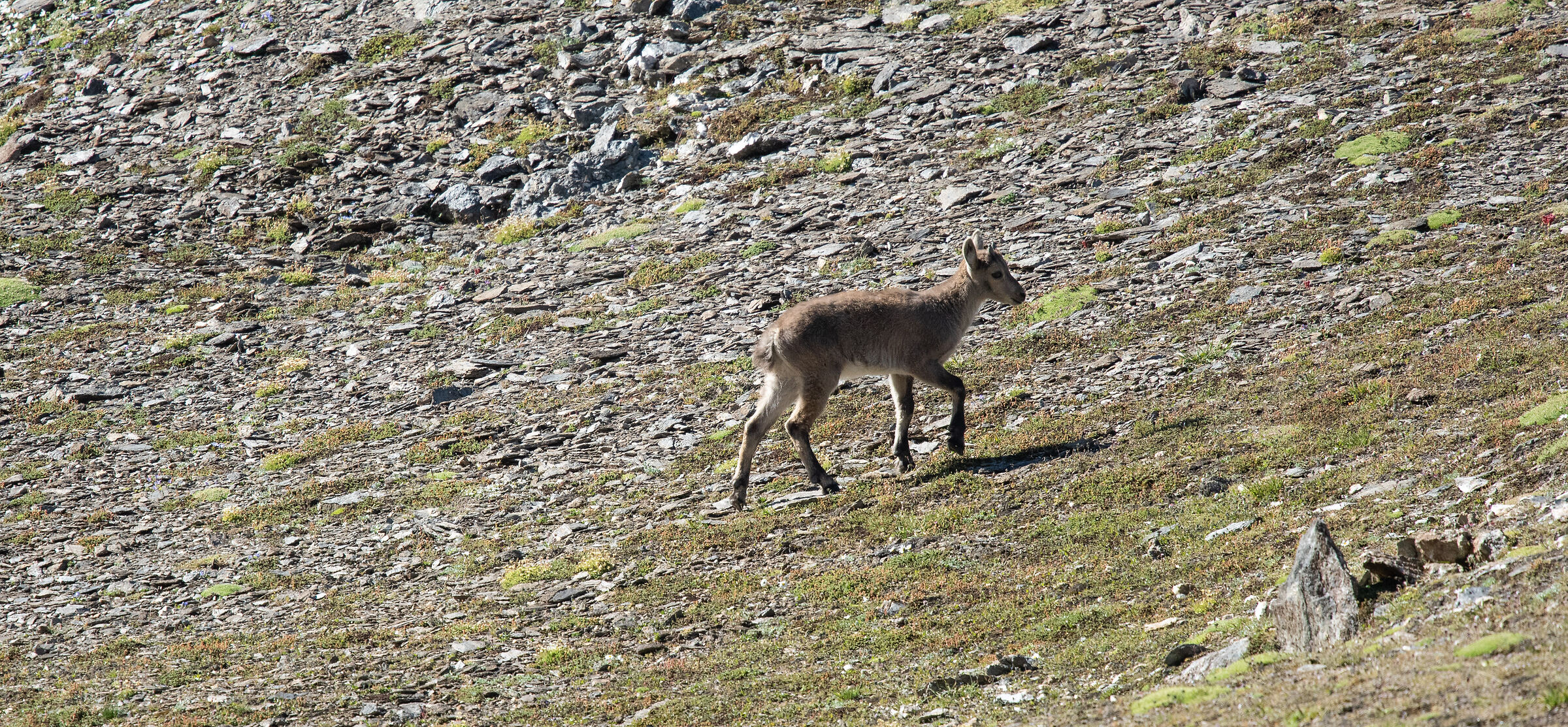 baby ibex