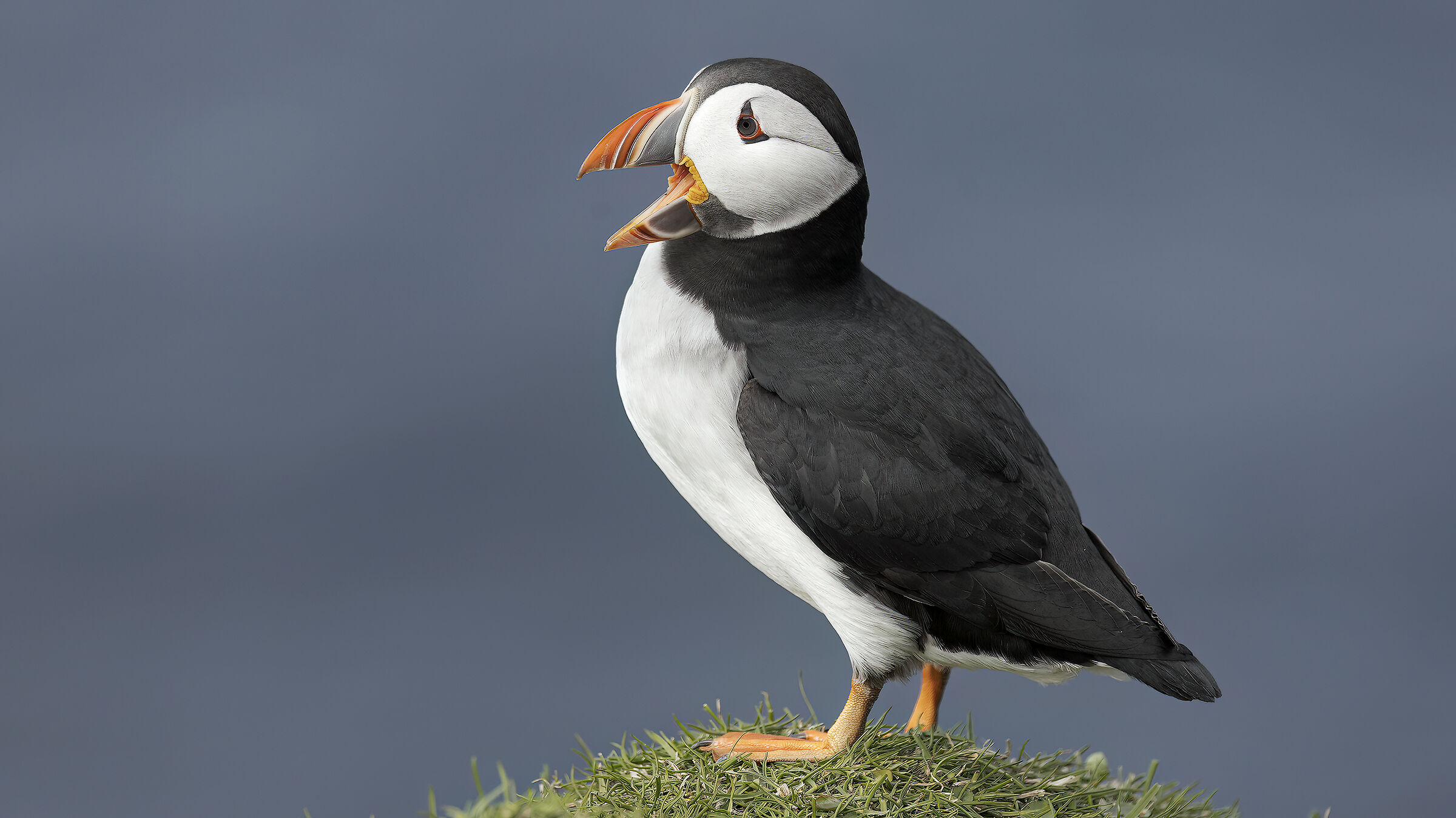 Puffin, Isola di Mykines