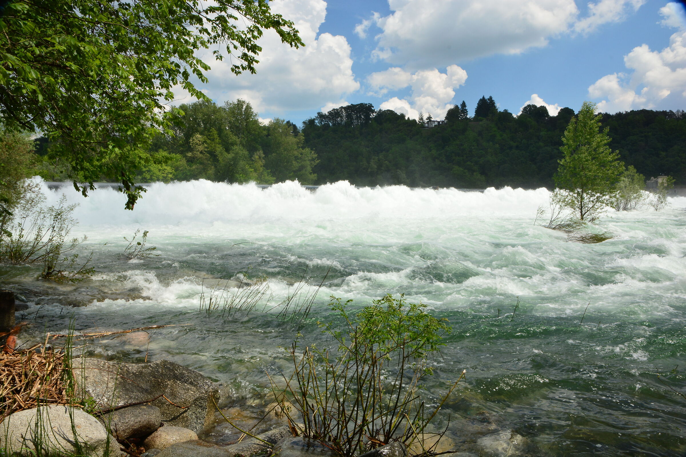 Panperduto downstream