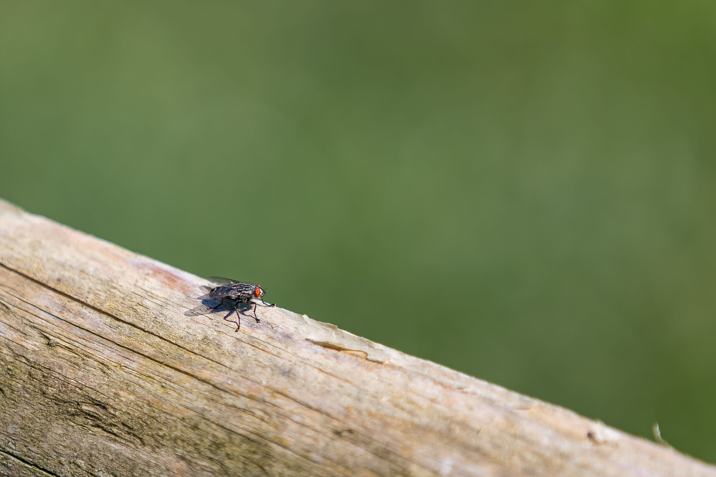 La Mosca.