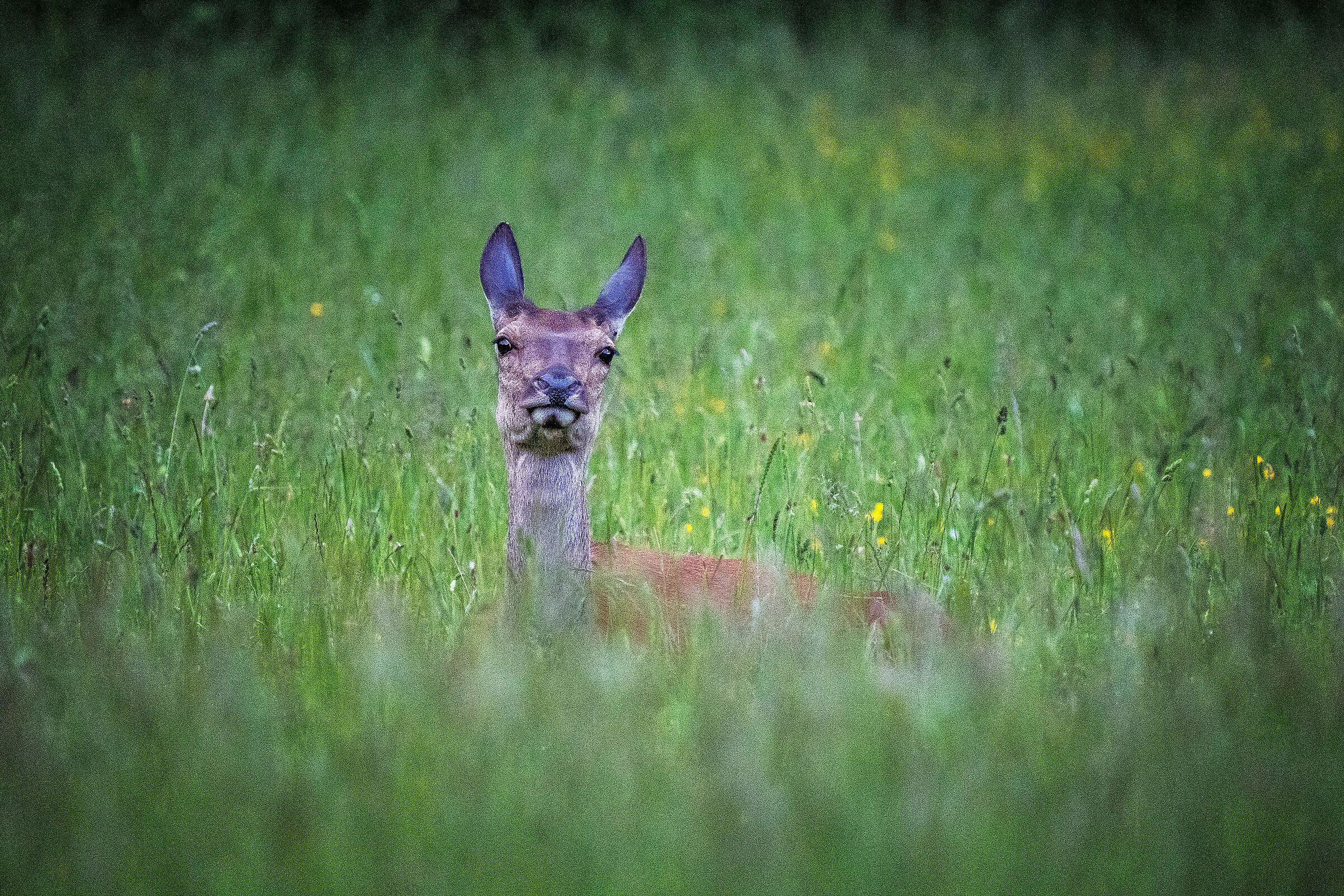 Hind