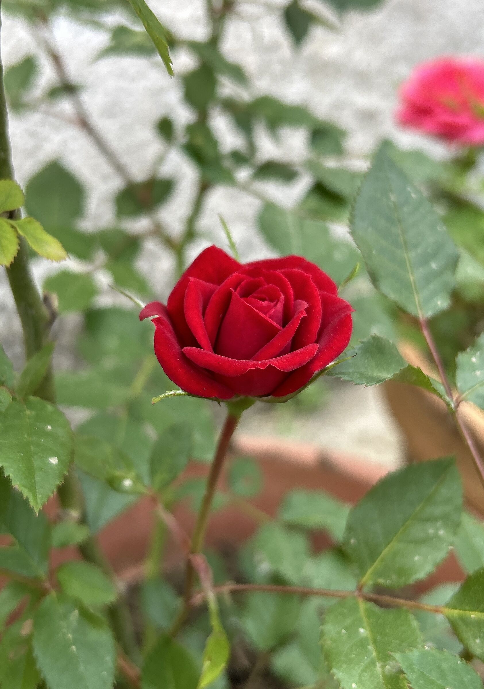 Red Rose