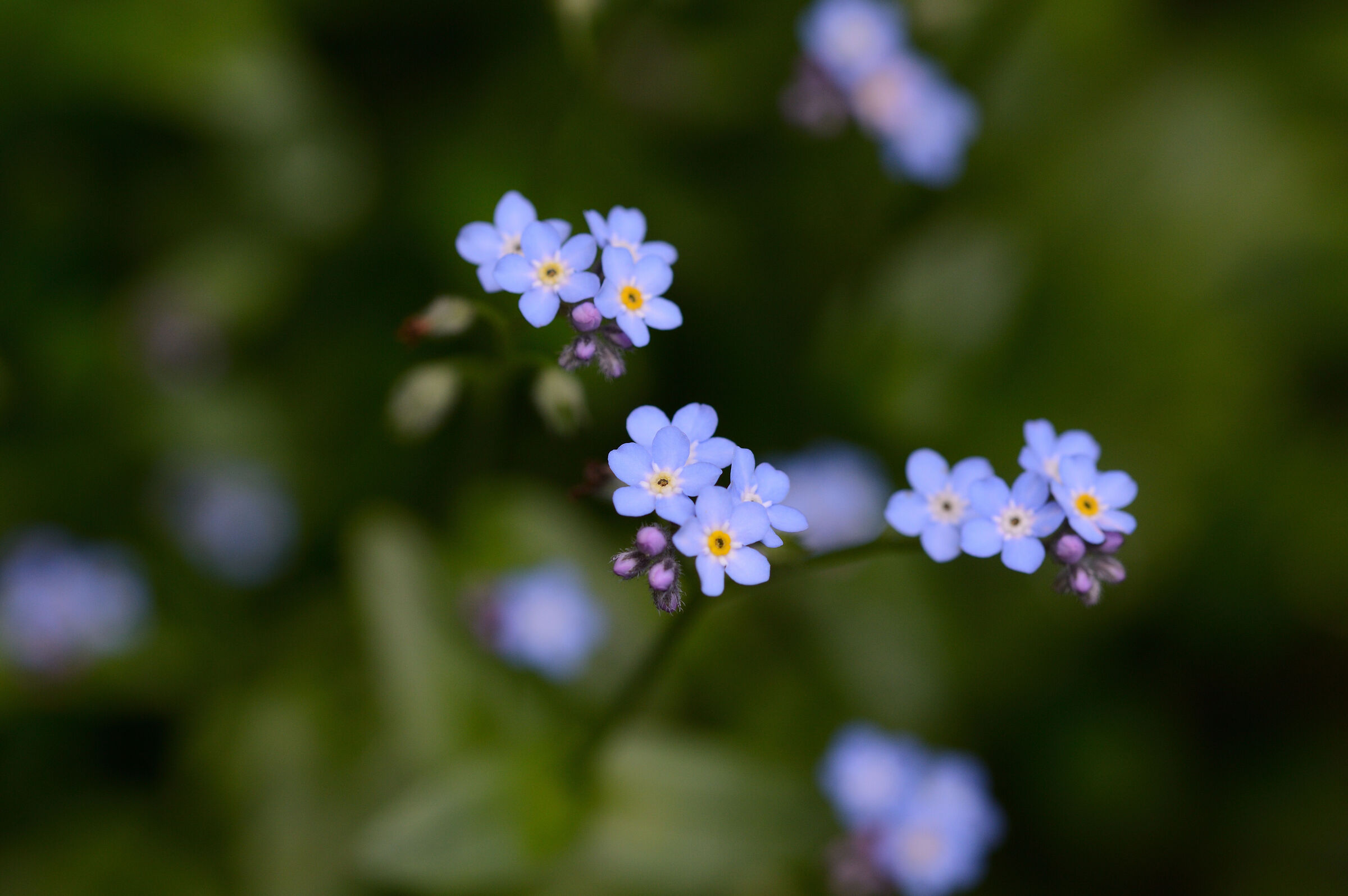 Forget-me-not