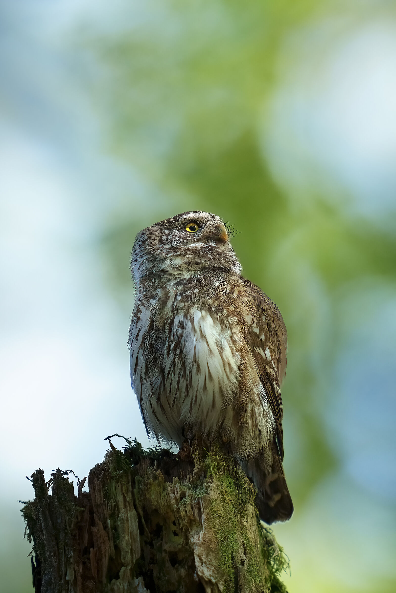 Owl Pineapple , Slvenia , Sunstroke