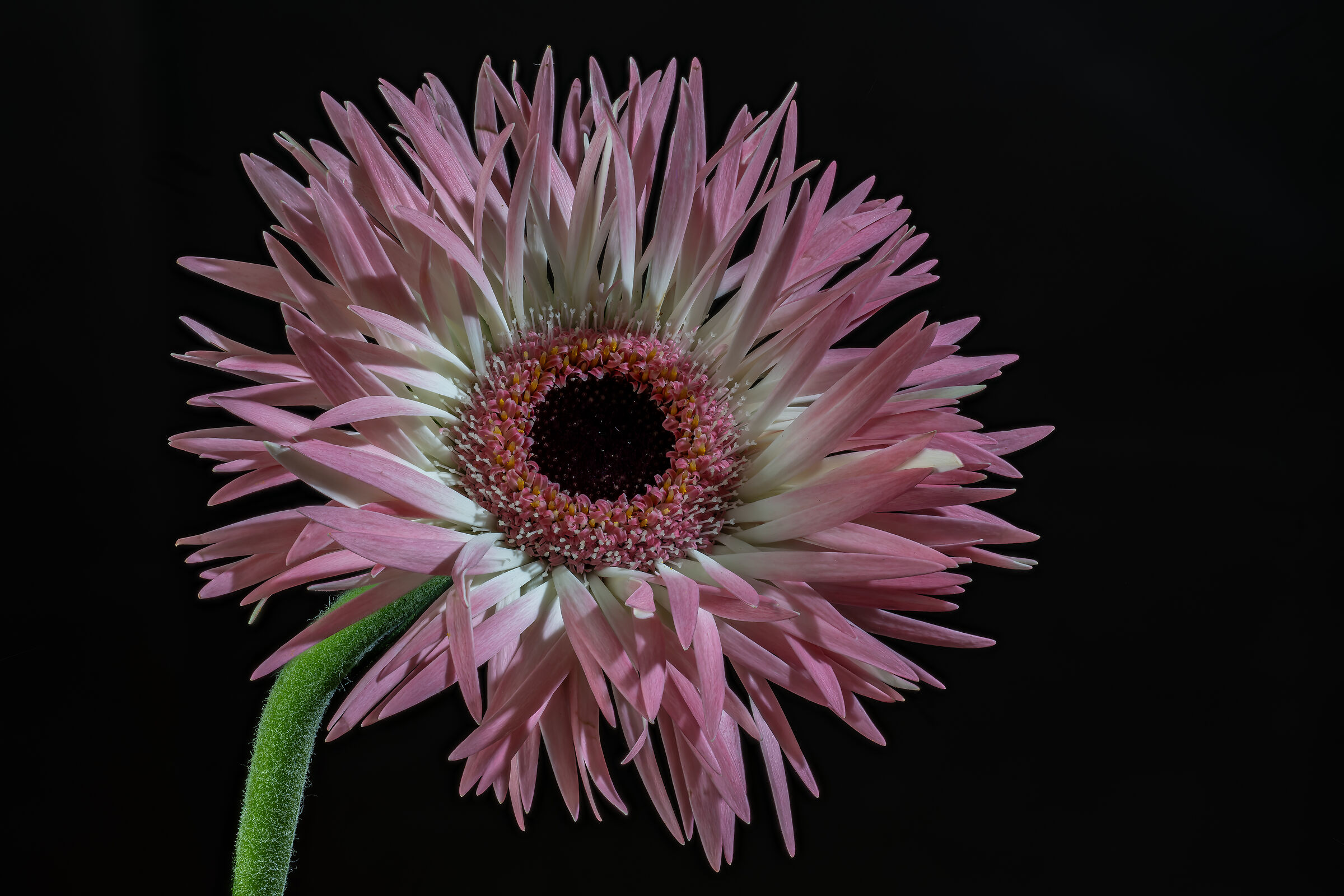 Gerbera