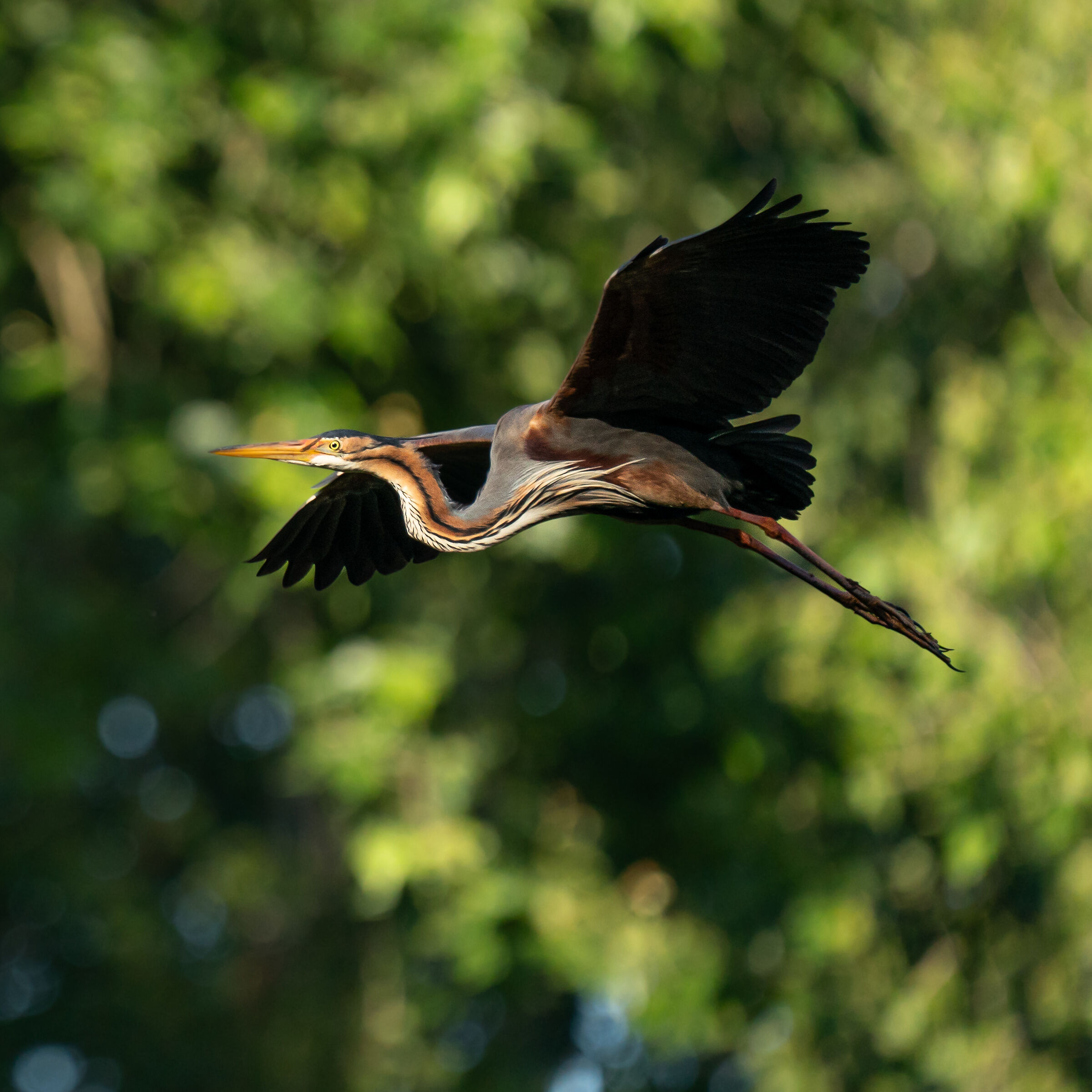 Ardea purpurea