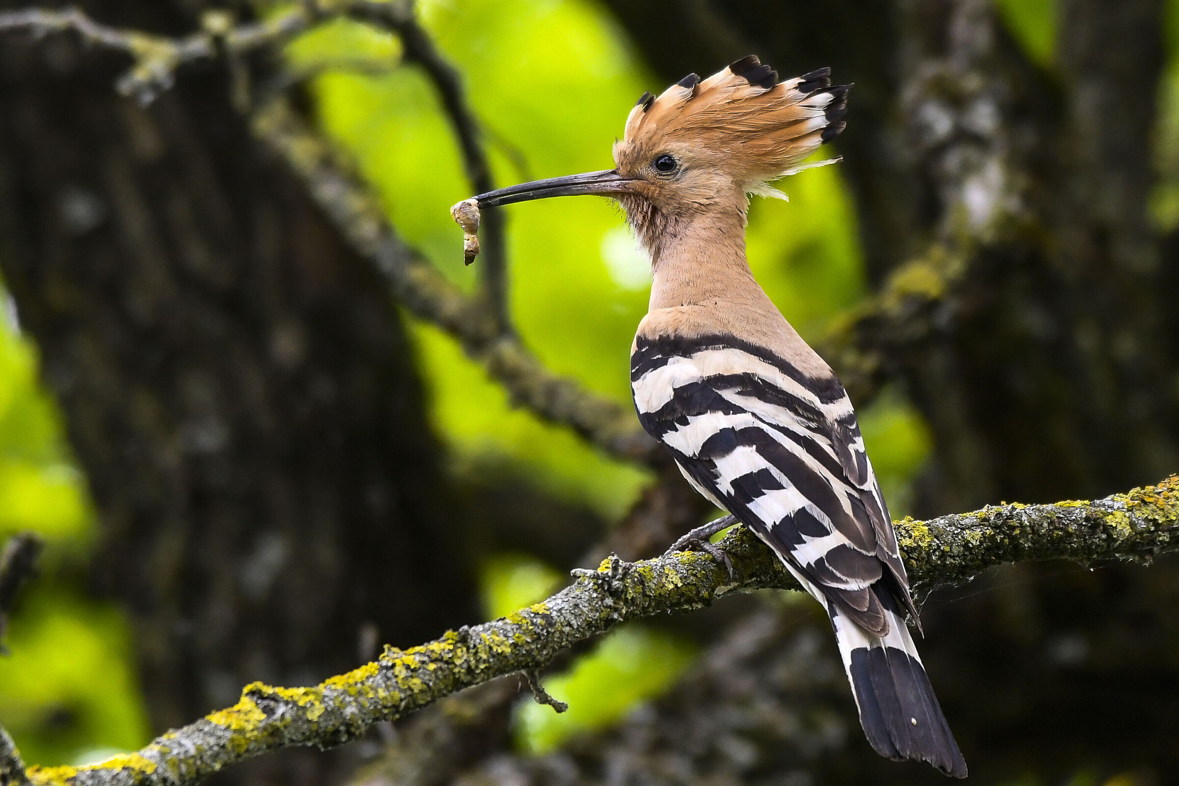 HOOPOE