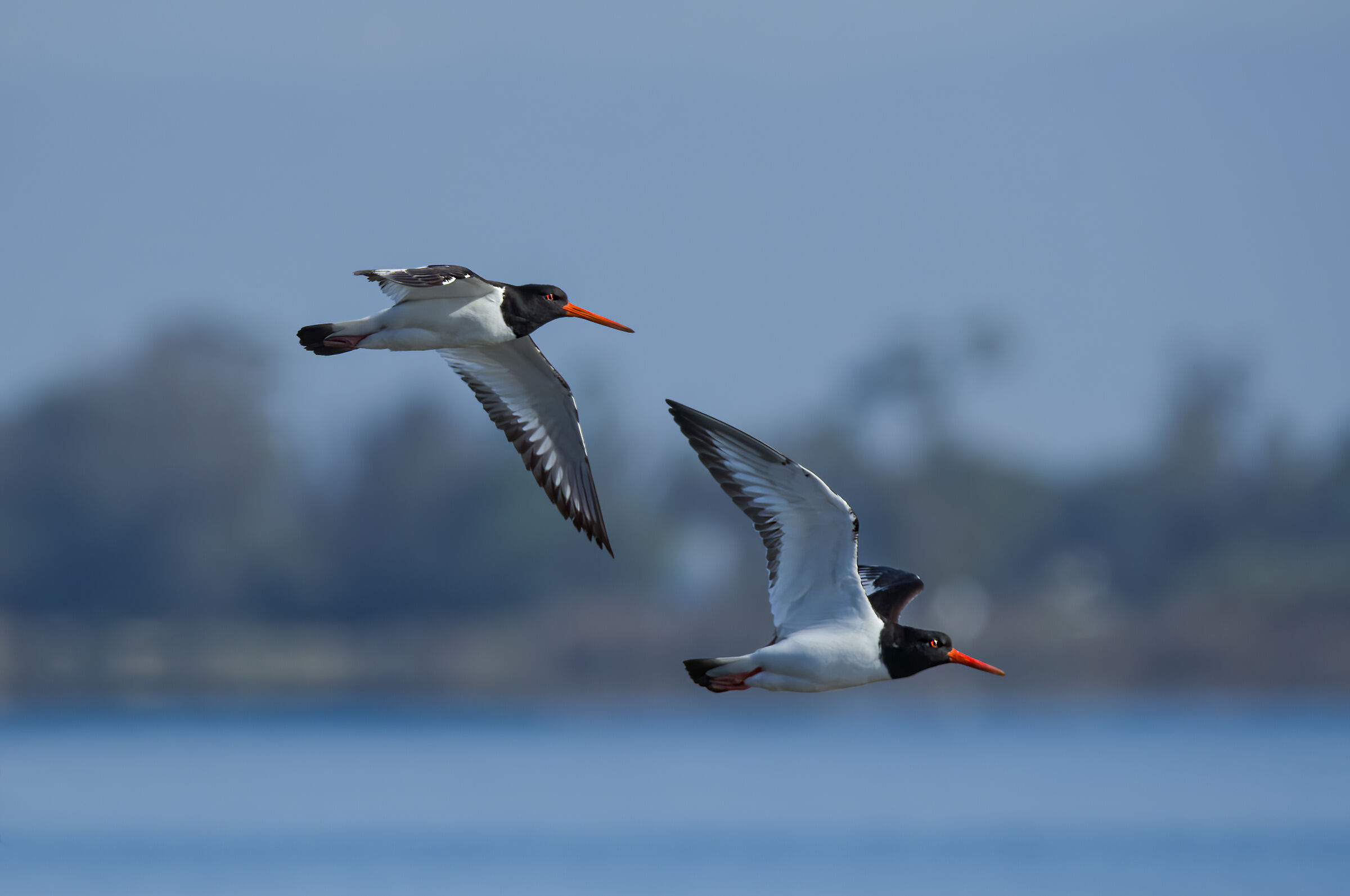 Beccaccia di mare(Haematopus ostralegus)