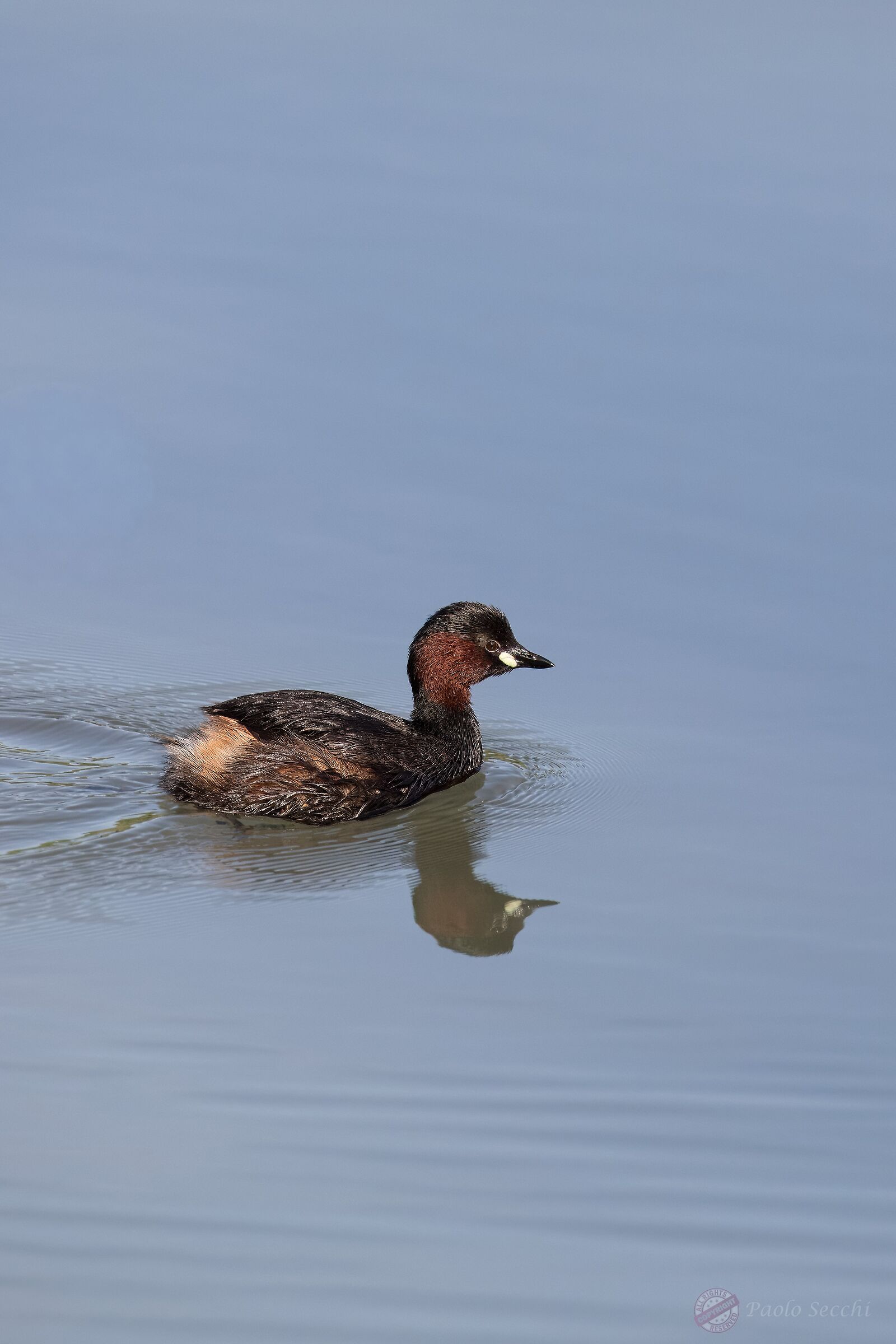 Tachybaptus ruficollis (Tuffetto)