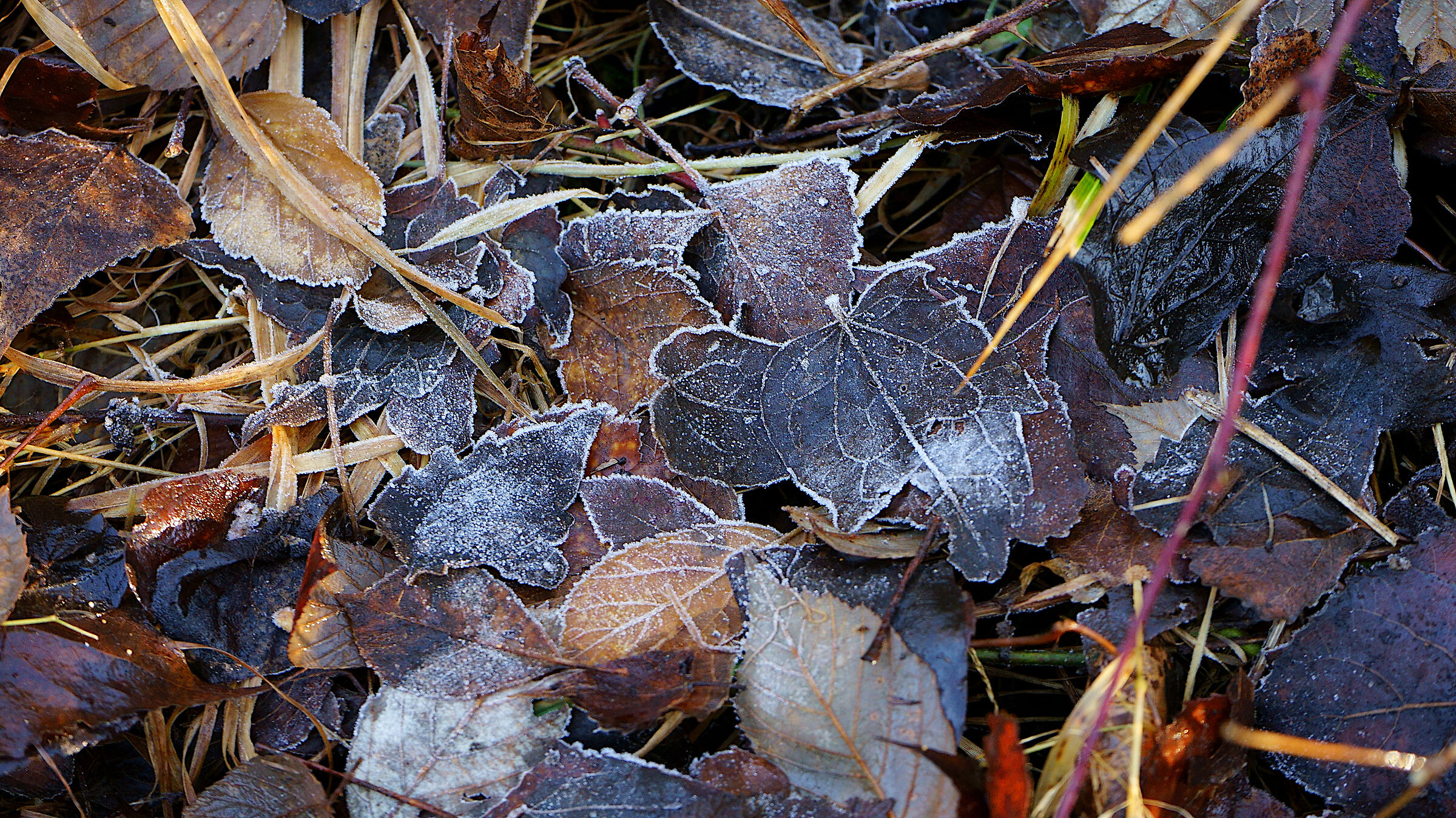 Les feuilles mortes