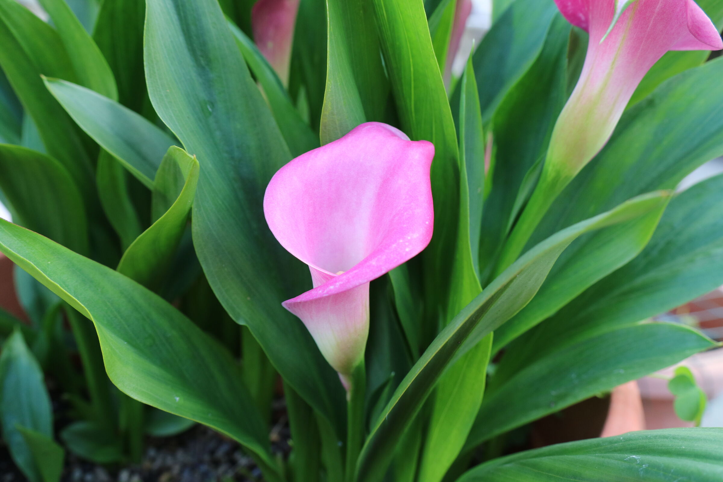 La bellezza della calla.