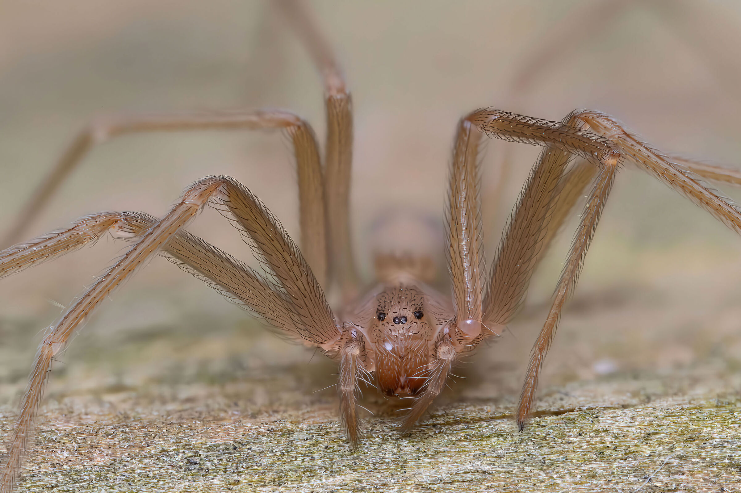 Loxosceles rufescens